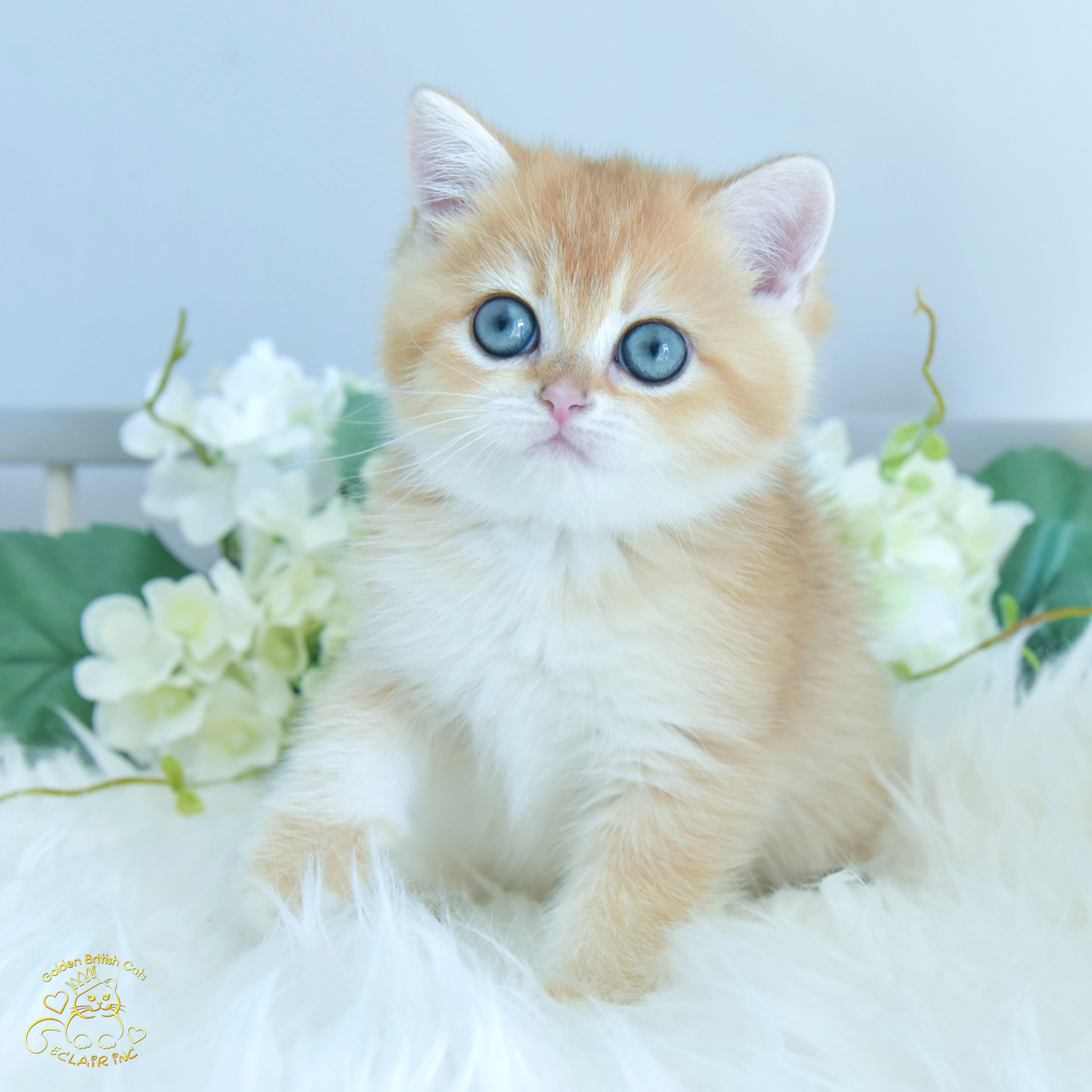 Cattery British shorthair Cyprus, cattery british shorthair Limassol,. British shorthair Cyprus, british shorthair cattery in UK, british cat