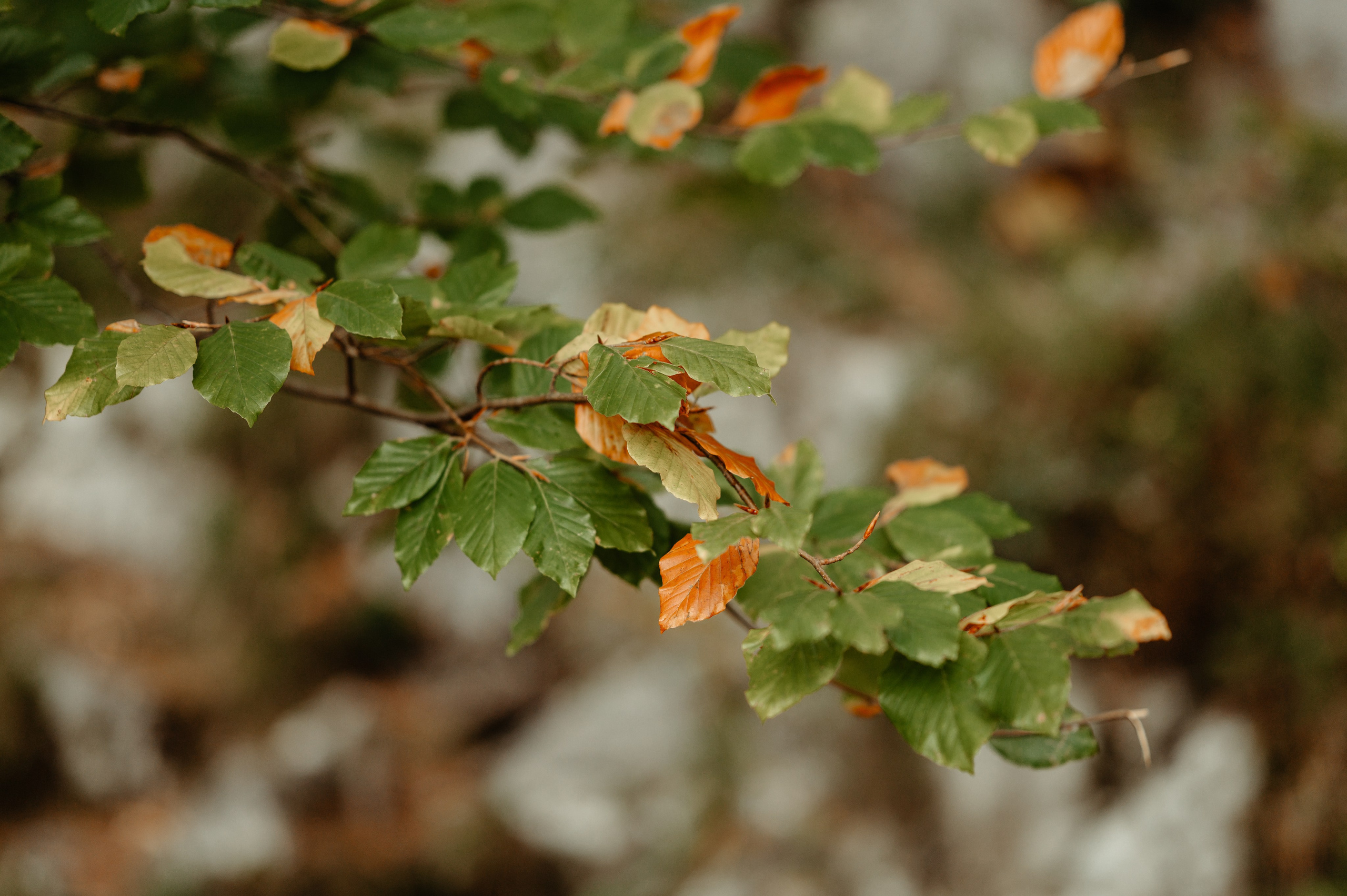 Denis Hanganu din Clanul si sotia lui Raluca, in Hintersee Austria. Proud Vision Weddings | Wedding Photography & Film — Servicii profesionale Foto Video Nunta Iasi
