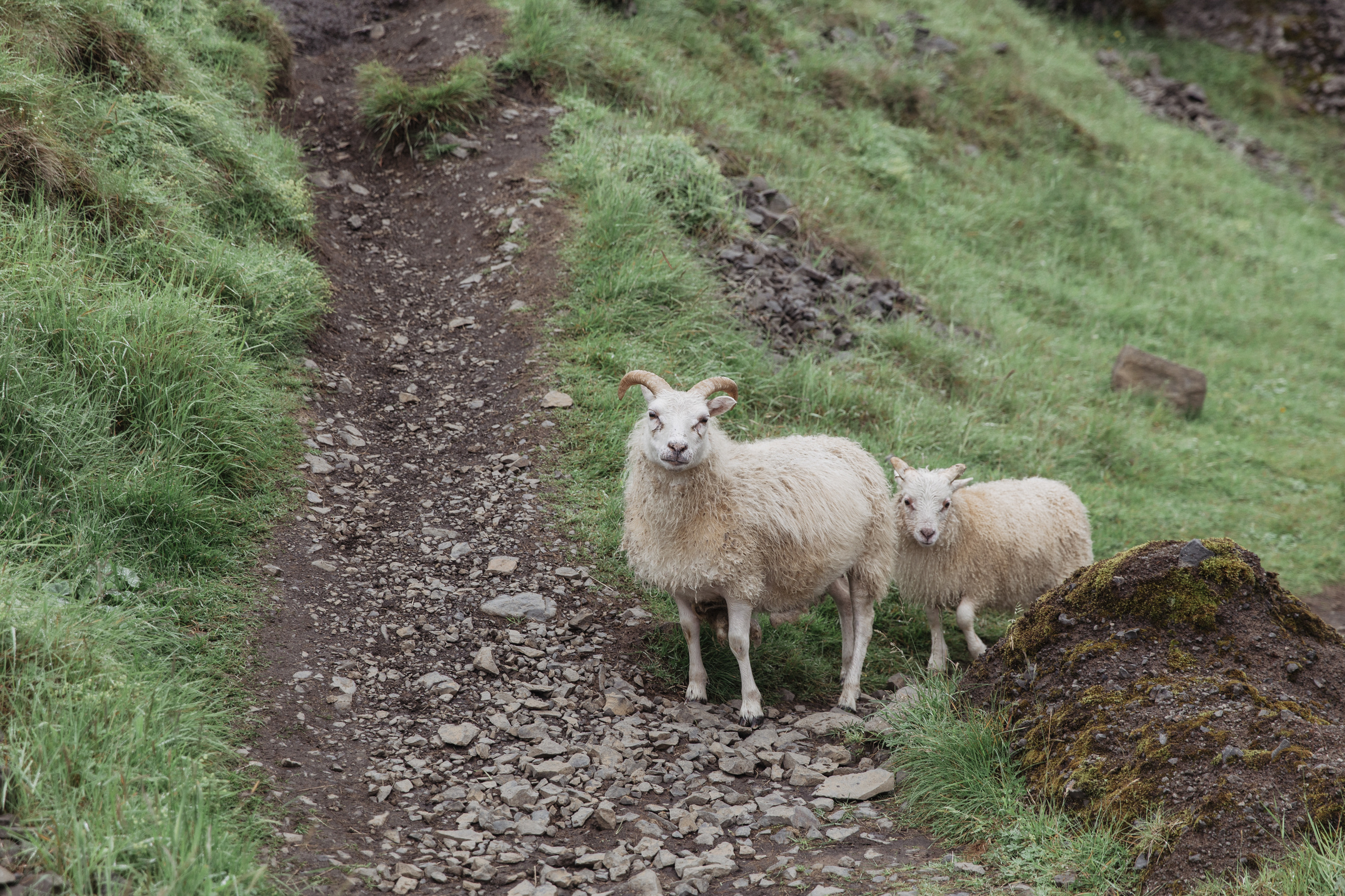 Wedding in Iceland |Iceland elopement | Alexandra & Vlad. Iceland elopement photographer & videographer