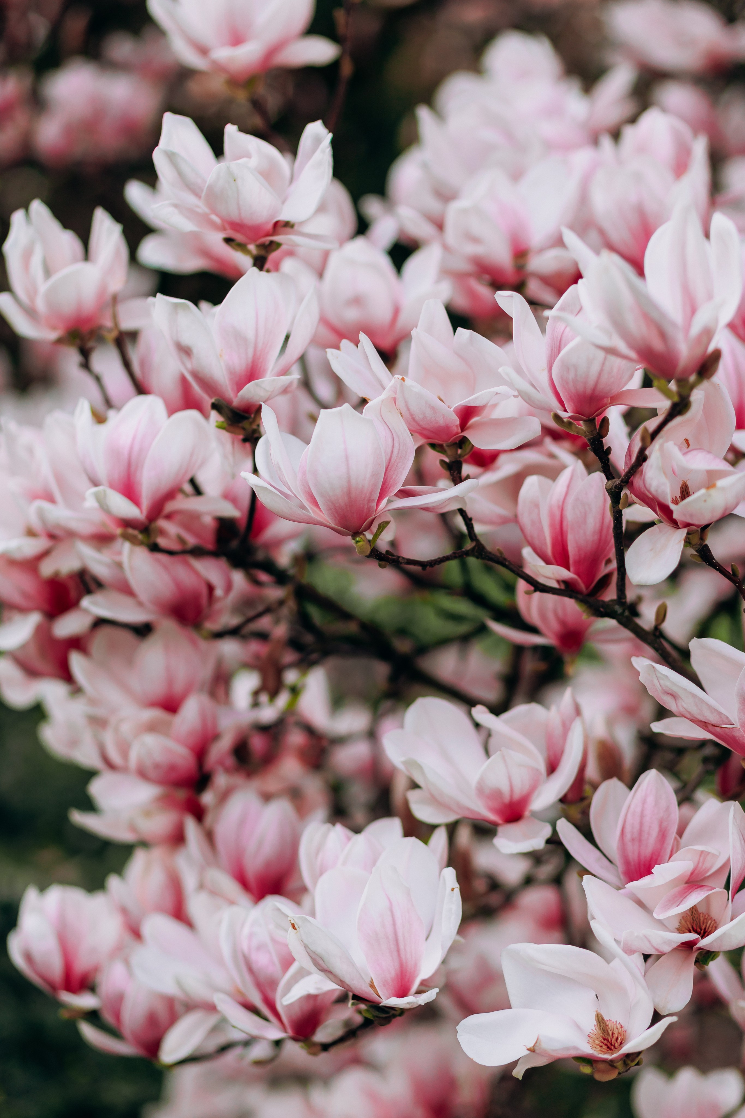 Tatiana, Alisa, Daria. Wedding and Family Photograph