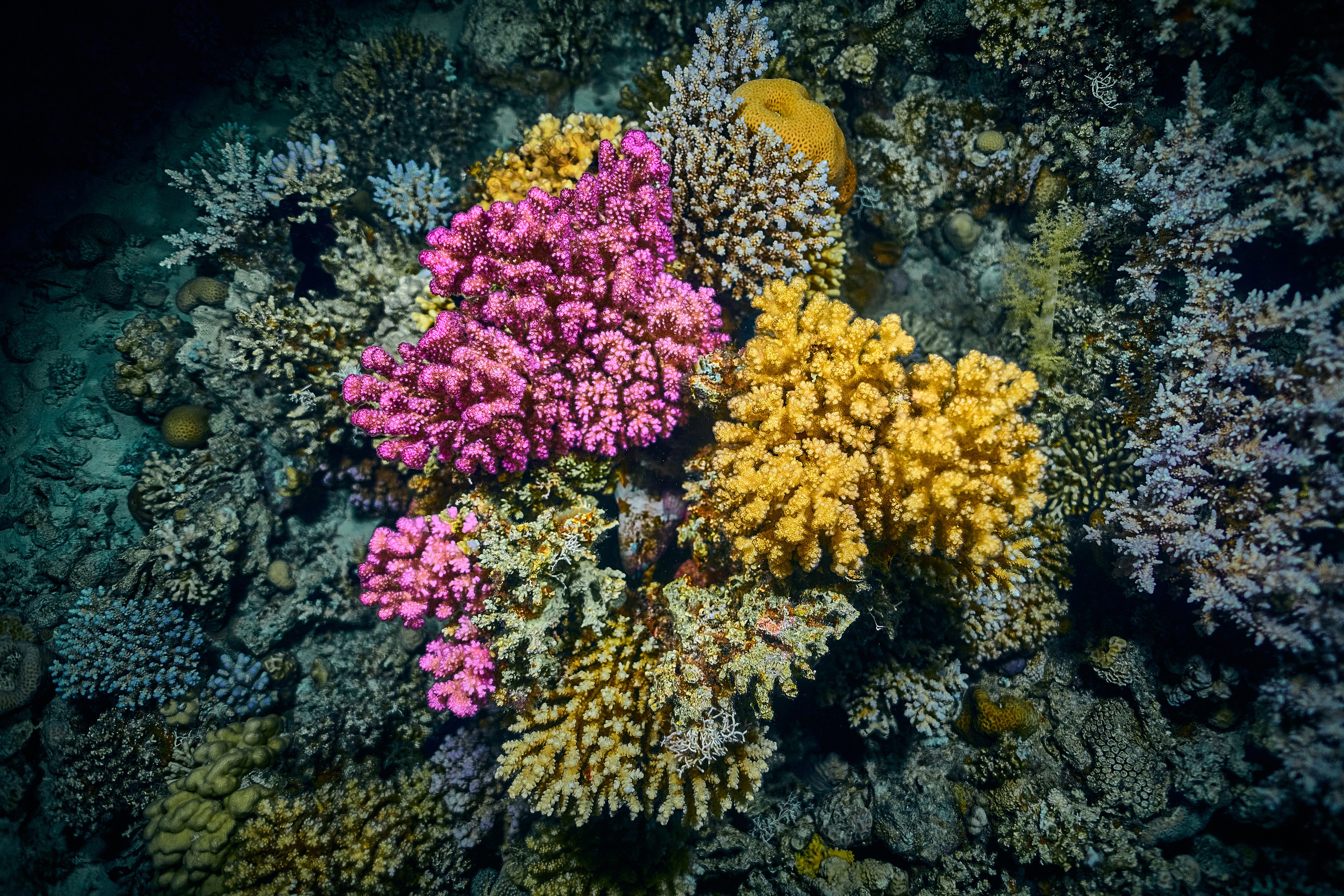 Fotograf podwodny Andriej Szypiłow - Fauna i flora Czerwonego i Adriatyckiego Mórz. Andriej Szypilow - Fotografia & Wideografia