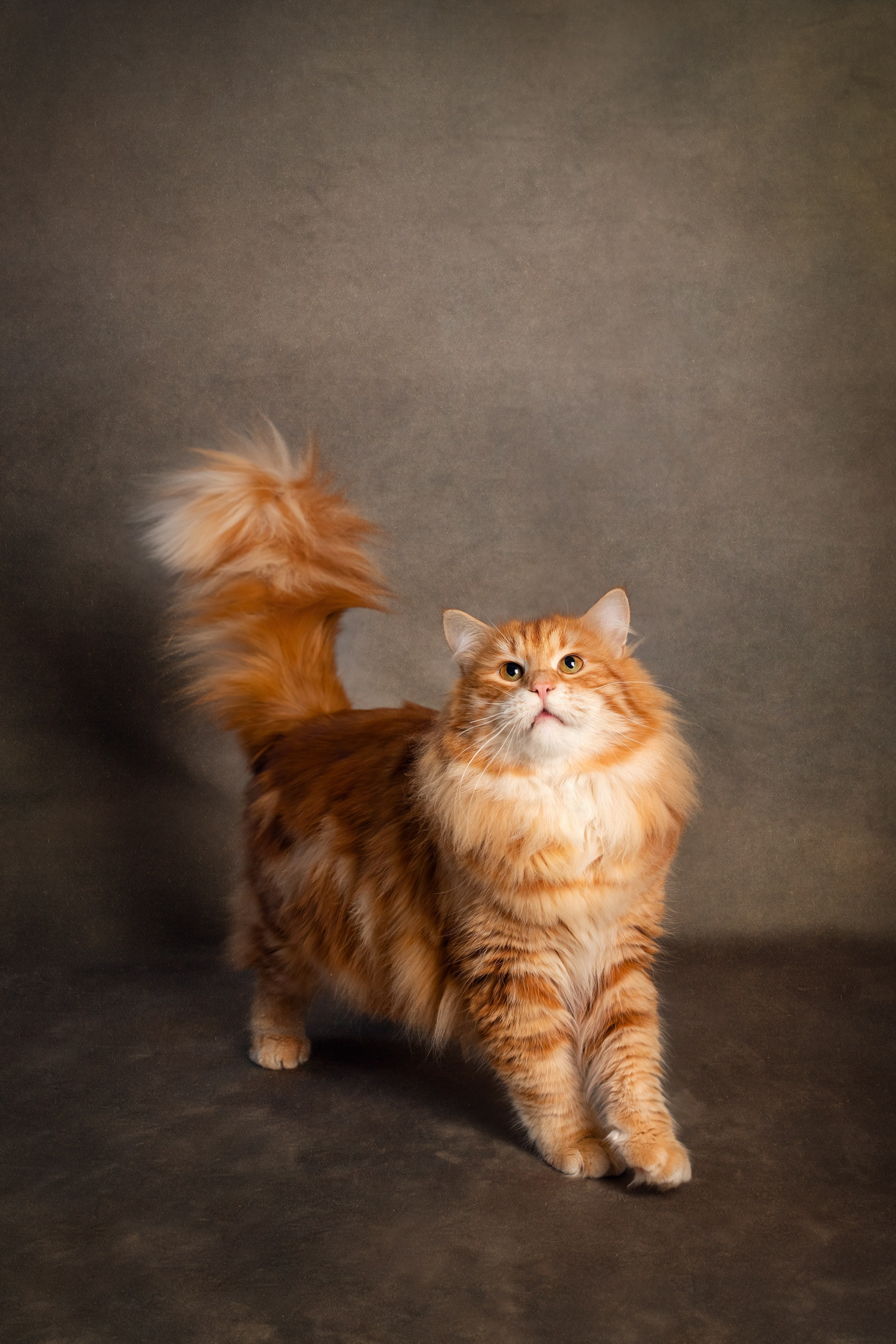 Pets photographer based in Stevenage, Hertfordshire. Stevenage, Hertfordshire family, maternity and newborn photographer