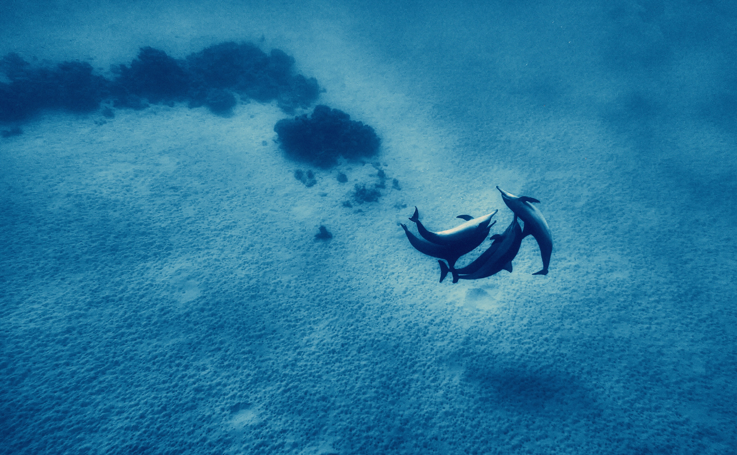 2023-11 - Diving Safari Deep South Egypt. Андрей Шипилов — Фотография & Видеография