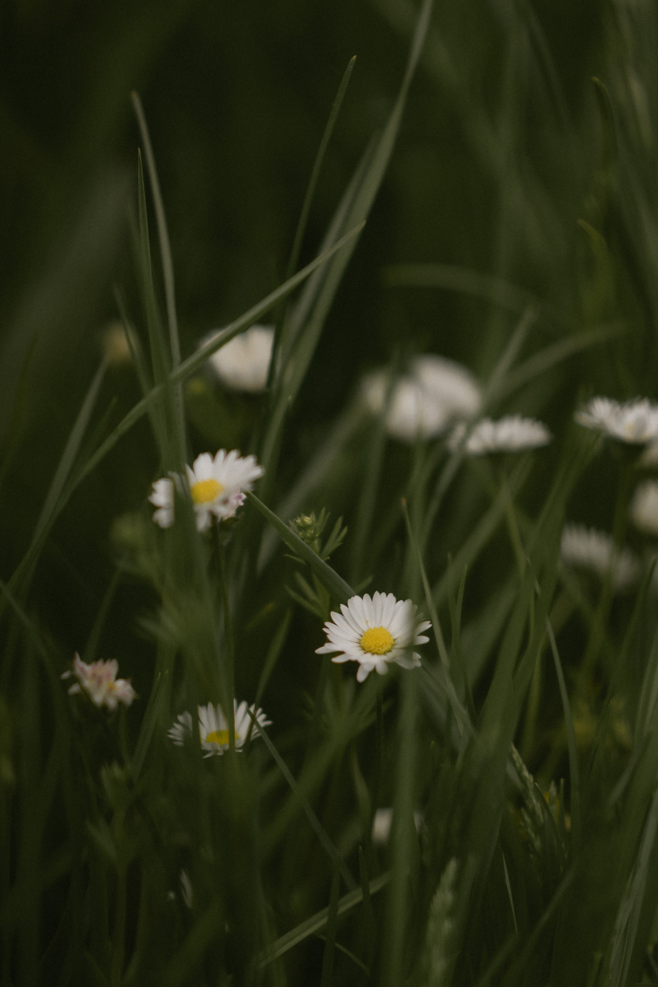 RAINY DAY IN HERRIEDEN. Photographer in Nuremberg Irina Mehnert from Ansbach