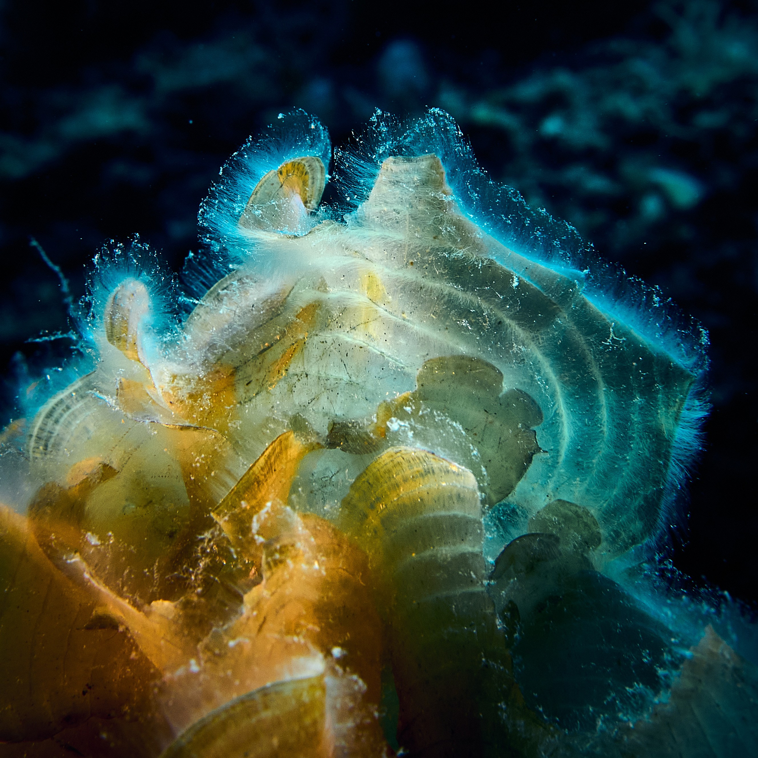 Fotograf podwodny Andriej Szypiłow - Fauna i flora Czerwonego i Adriatyckiego Mórz. Andriej Szypilow - Fotografia & Wideografia