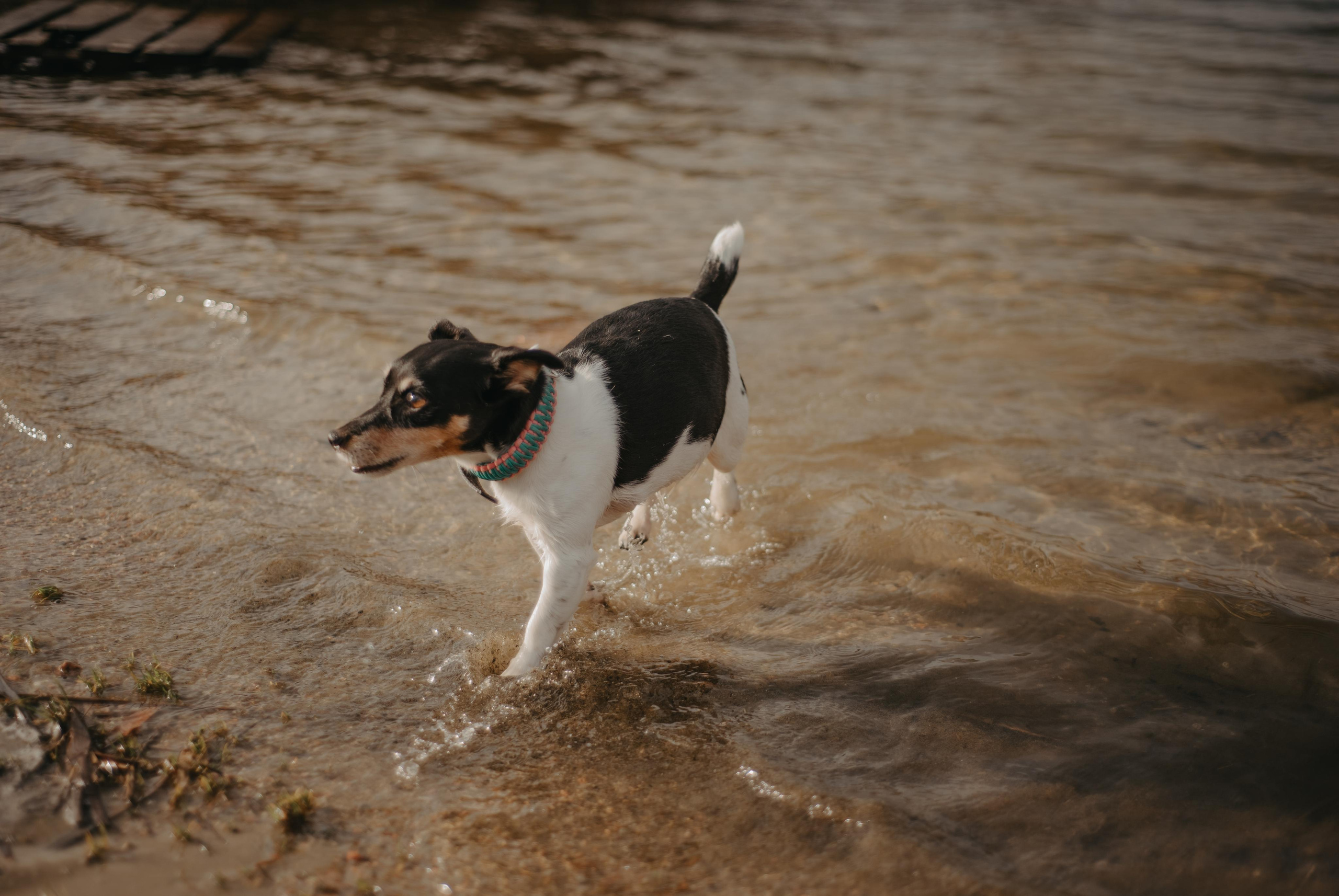 Aleksey & Polina love story. Фотографы Минск и мир