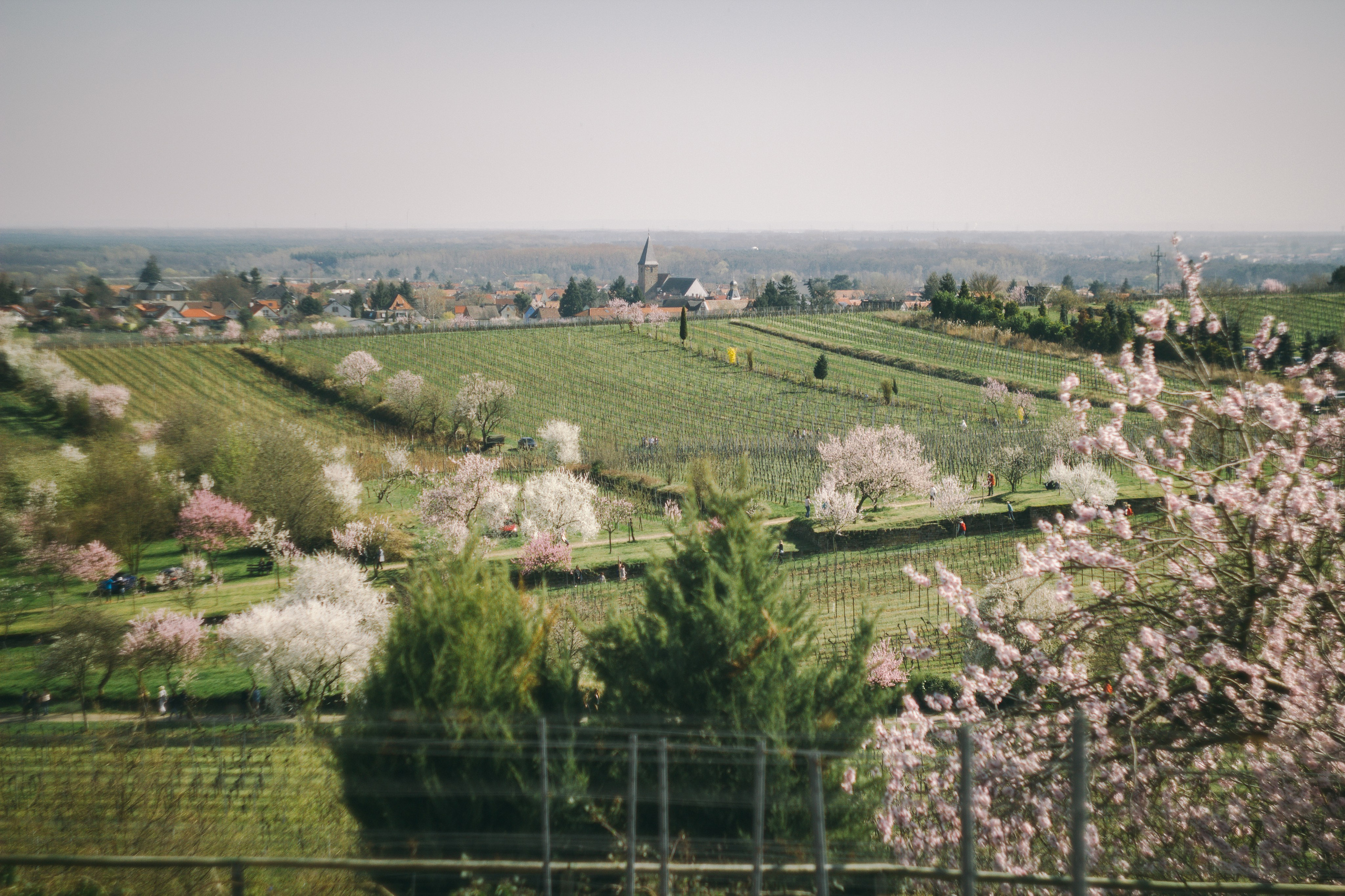 Цветущий миндаль в Пфальце. Фотограф в Германии — Мария Чистякова
