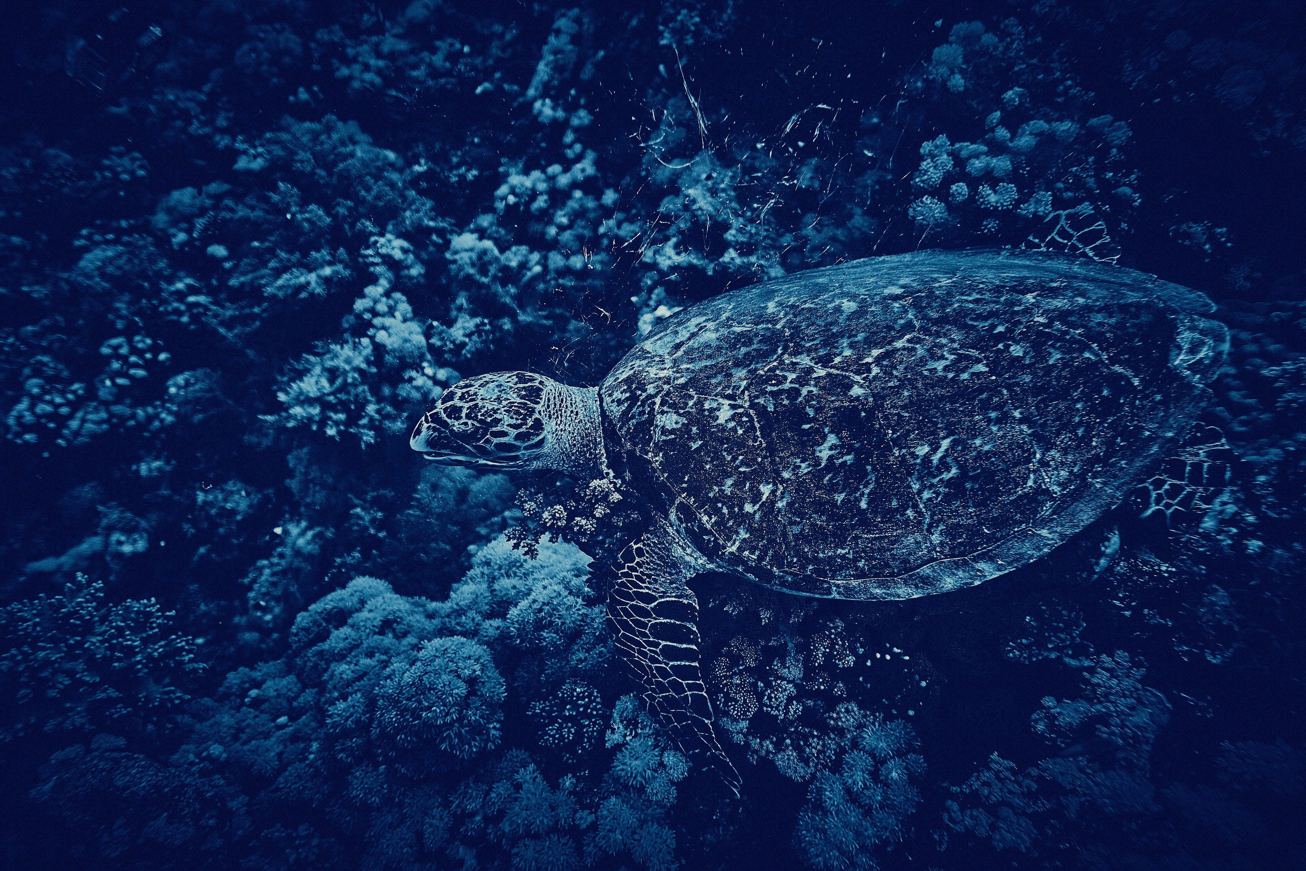 2023-11 - Diving Safari Deep South Egypt. Андрей Шипилов — Фотография & Видеография