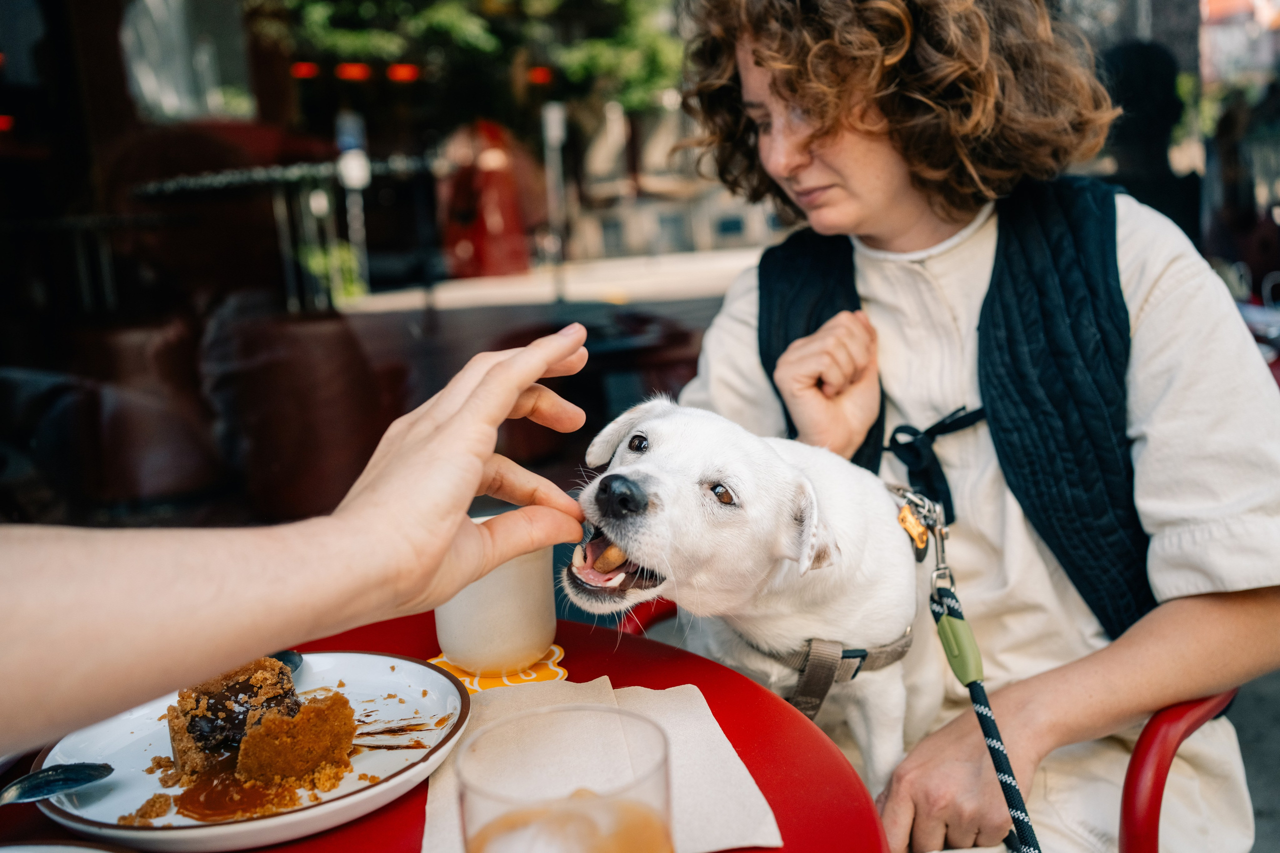 Yana & Pedro & Doggos. Maria Sher. Fotógrafa profissional do Porto, Portugal