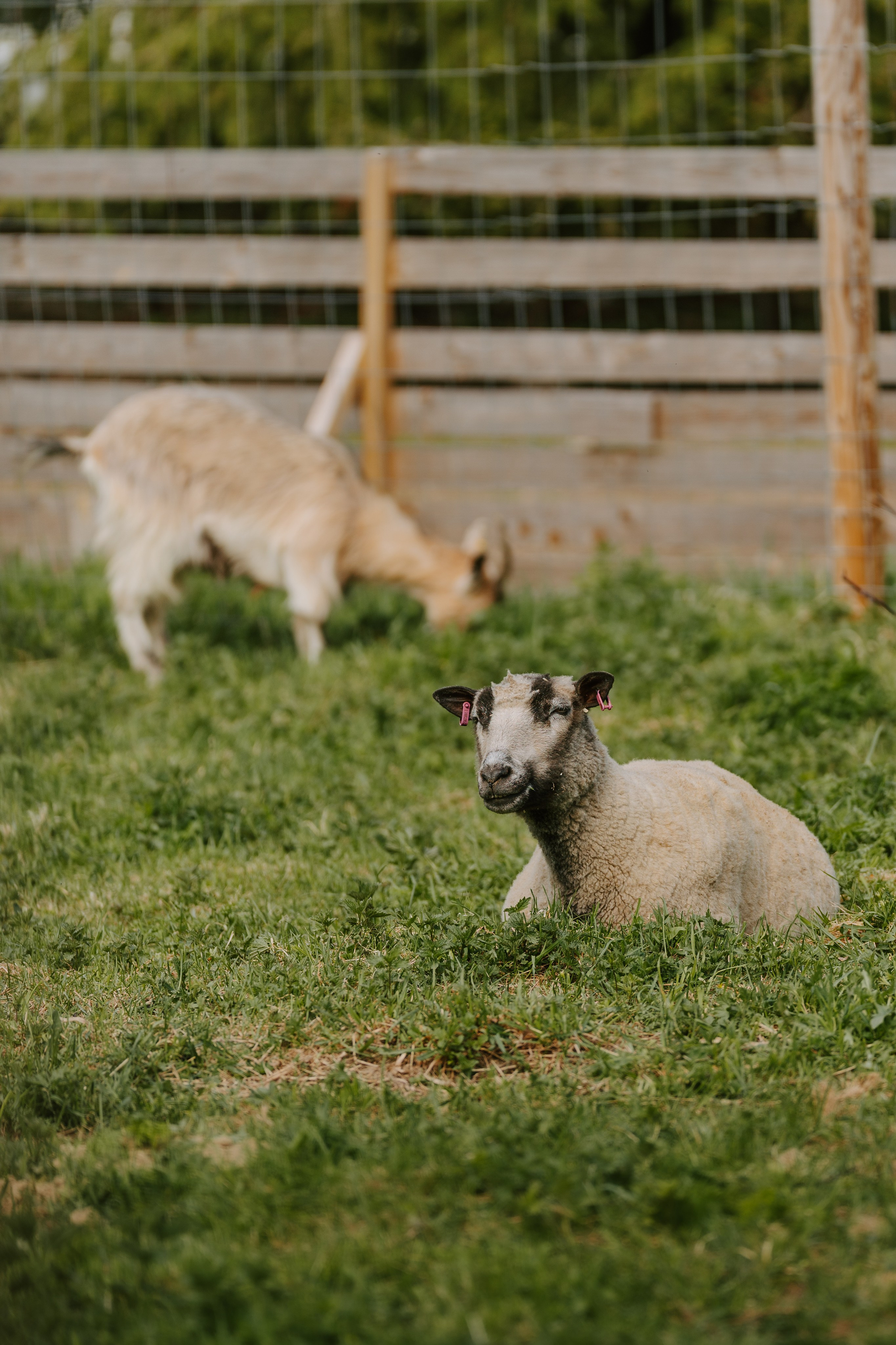 Sinkkolan kotieläinpiha