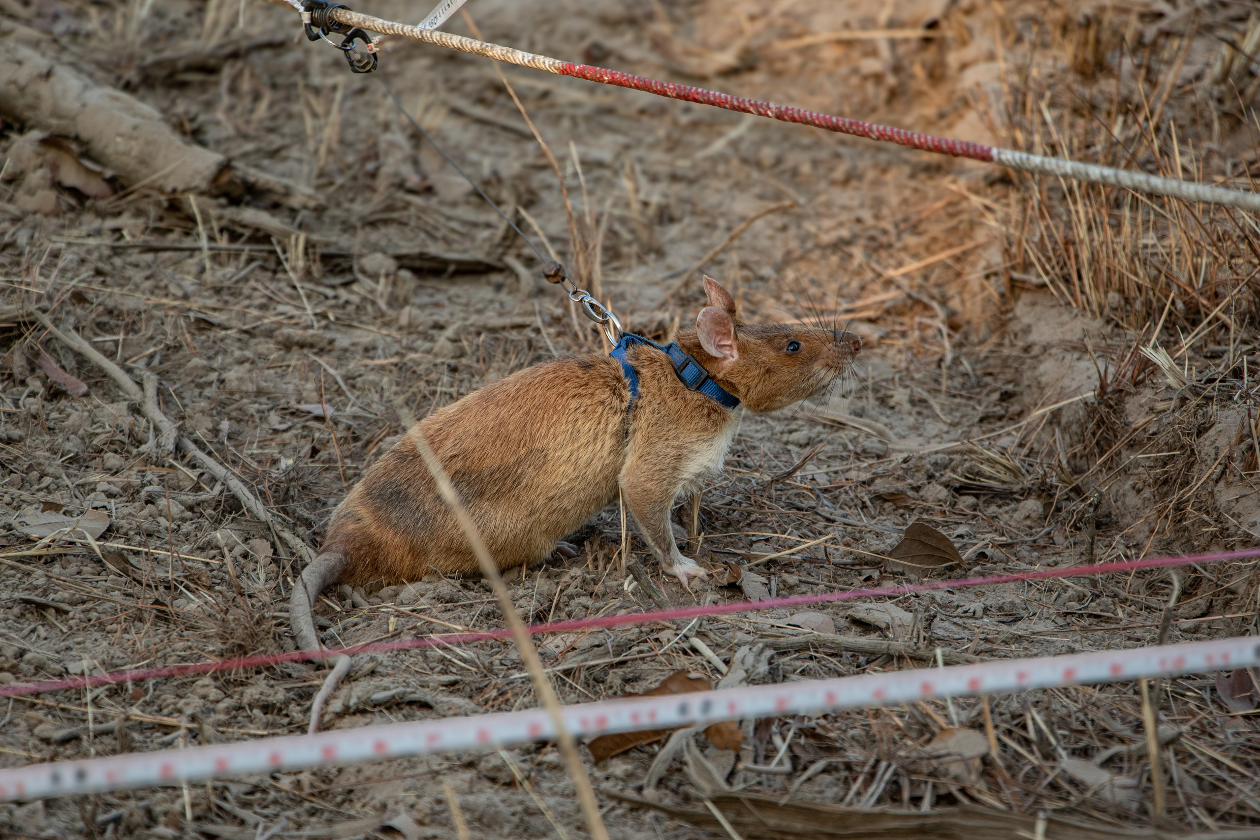 Petit héros à quatre pattes sur le terrain.
