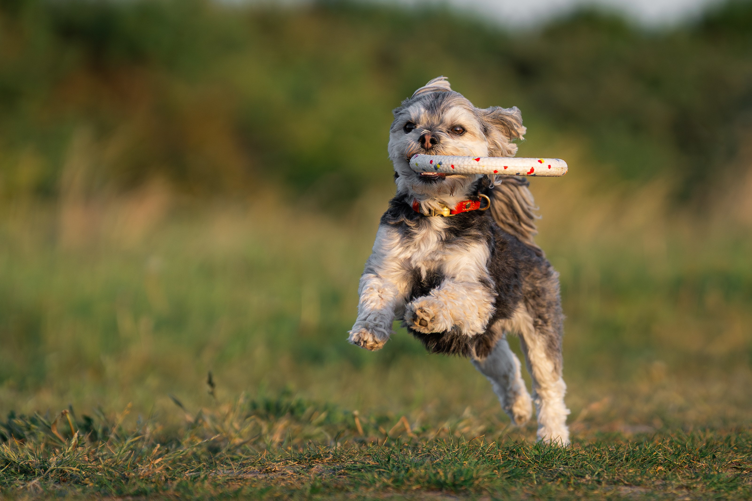 Hundeshooting - Fiete. Thorben Ihler - Dein Fotograf aus Emden