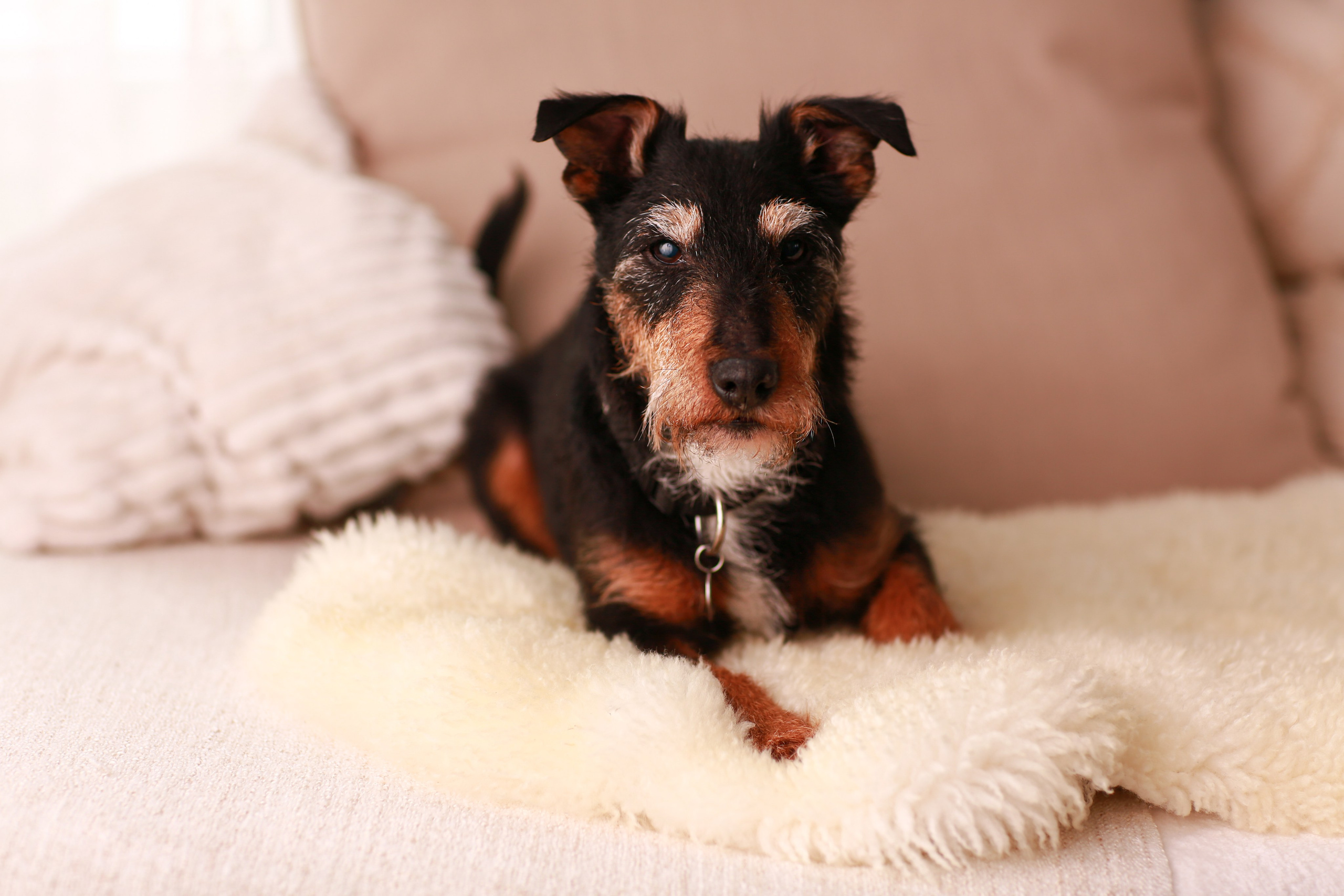 Haustiere. Neugeborenen, Familien, Geschwister Fotografin aus Delmenhorst