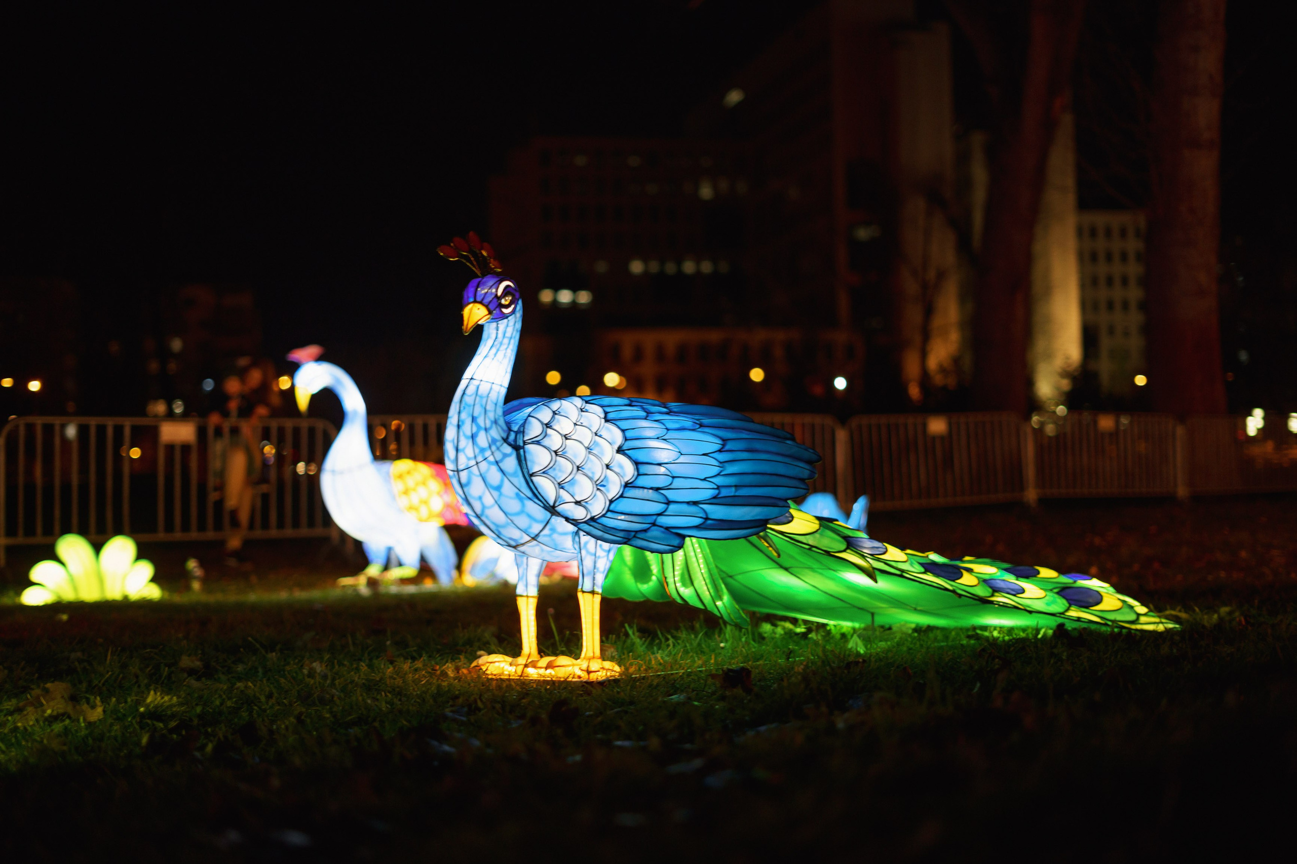 Svecano otvaranje Kineskog festivala svetla u Novom Sadu. Жуков Студио