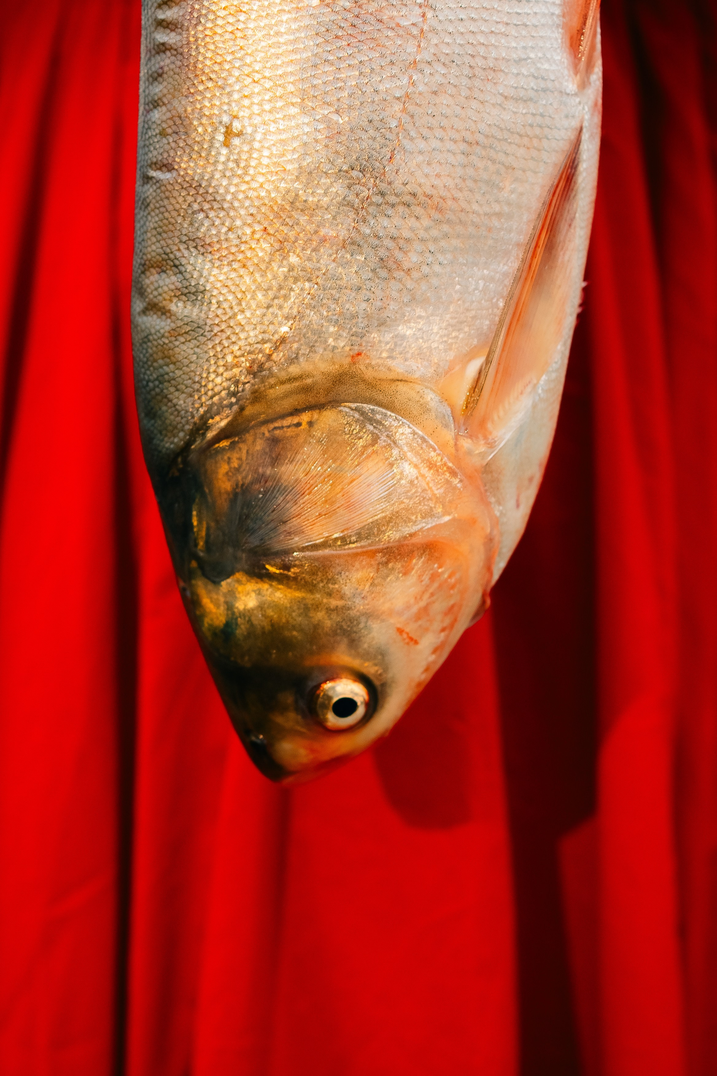 Masha. Мария Шер. Профессиональный фотограф в городе Порту, Португалия