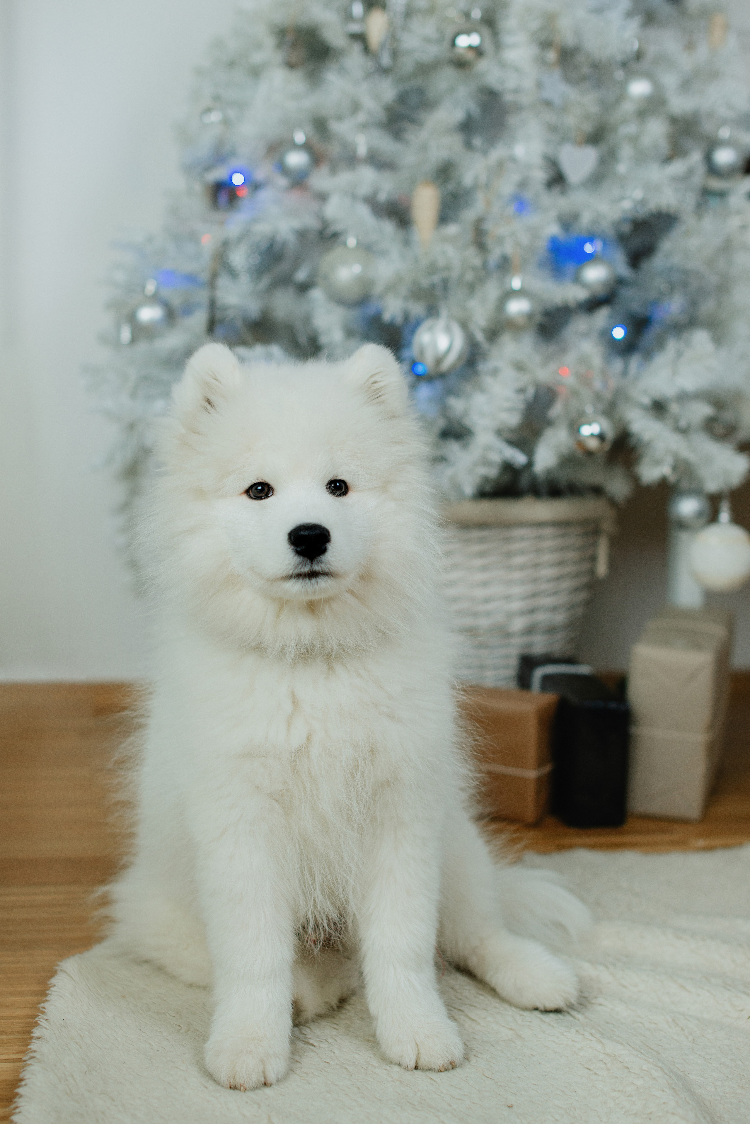 Новогодние. Профессиональный фотограф в Праге Анастасия Харитонова