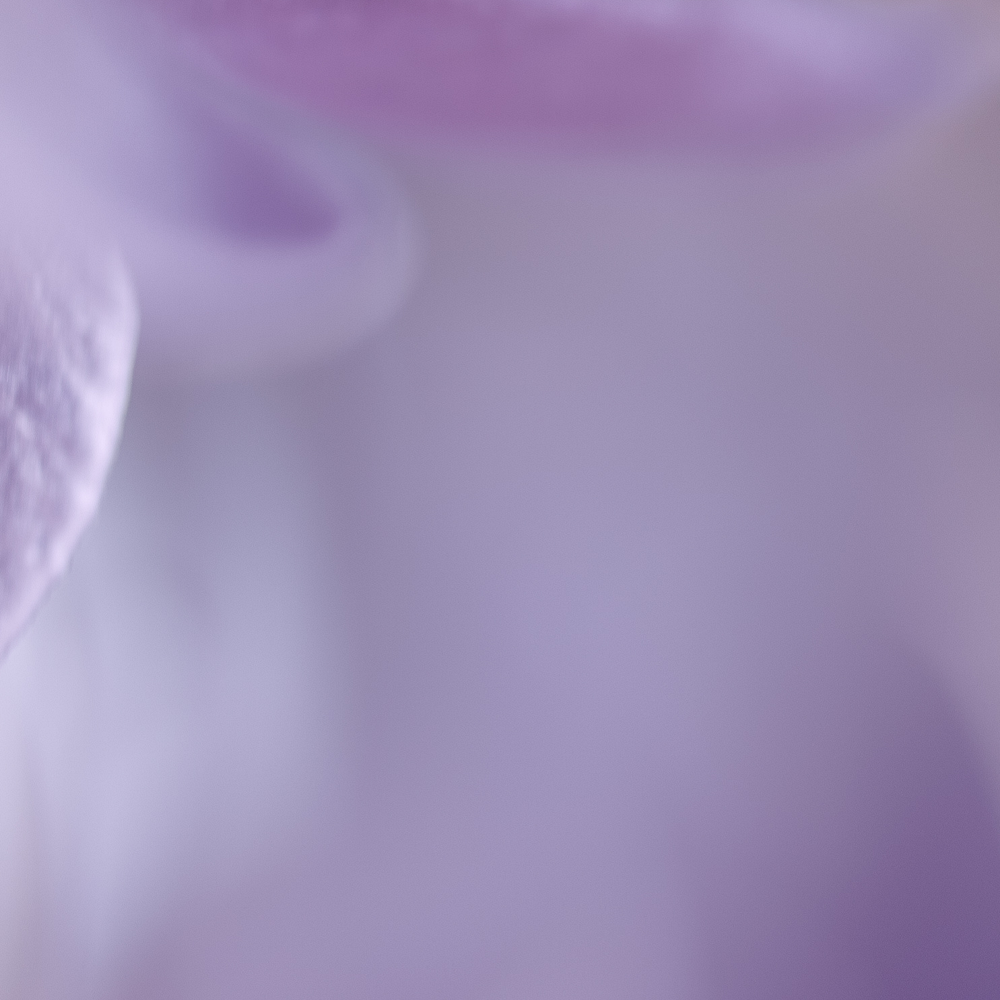 50 SHADES OF PURPLE. Natalja Poplavska — Visual artist, Photographer, East Sussex, London