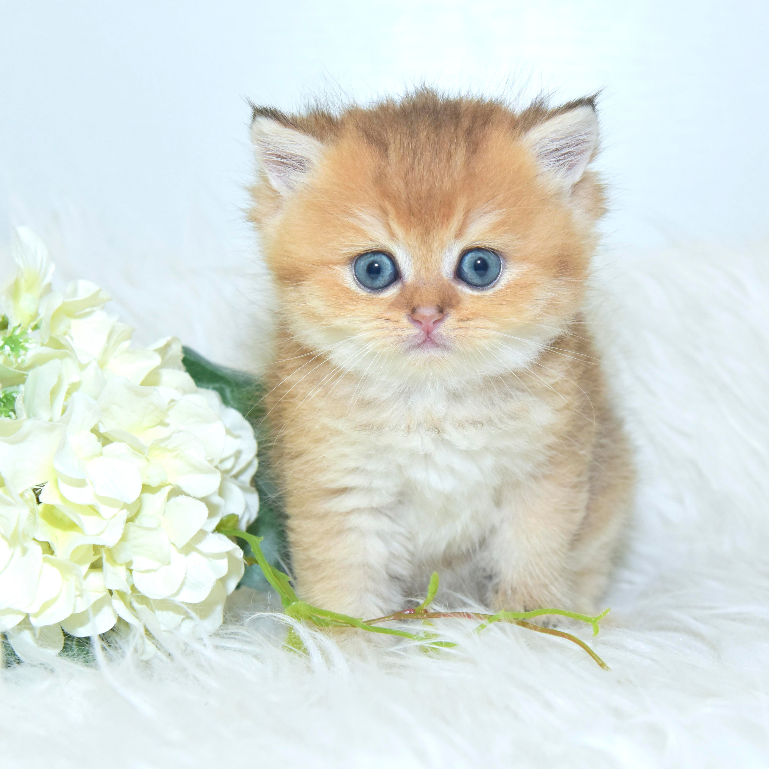 Cattery British shorthair Cyprus, cattery british shorthair Limassol,. British shorthair Cyprus, british shorthair cattery in UK, british cat