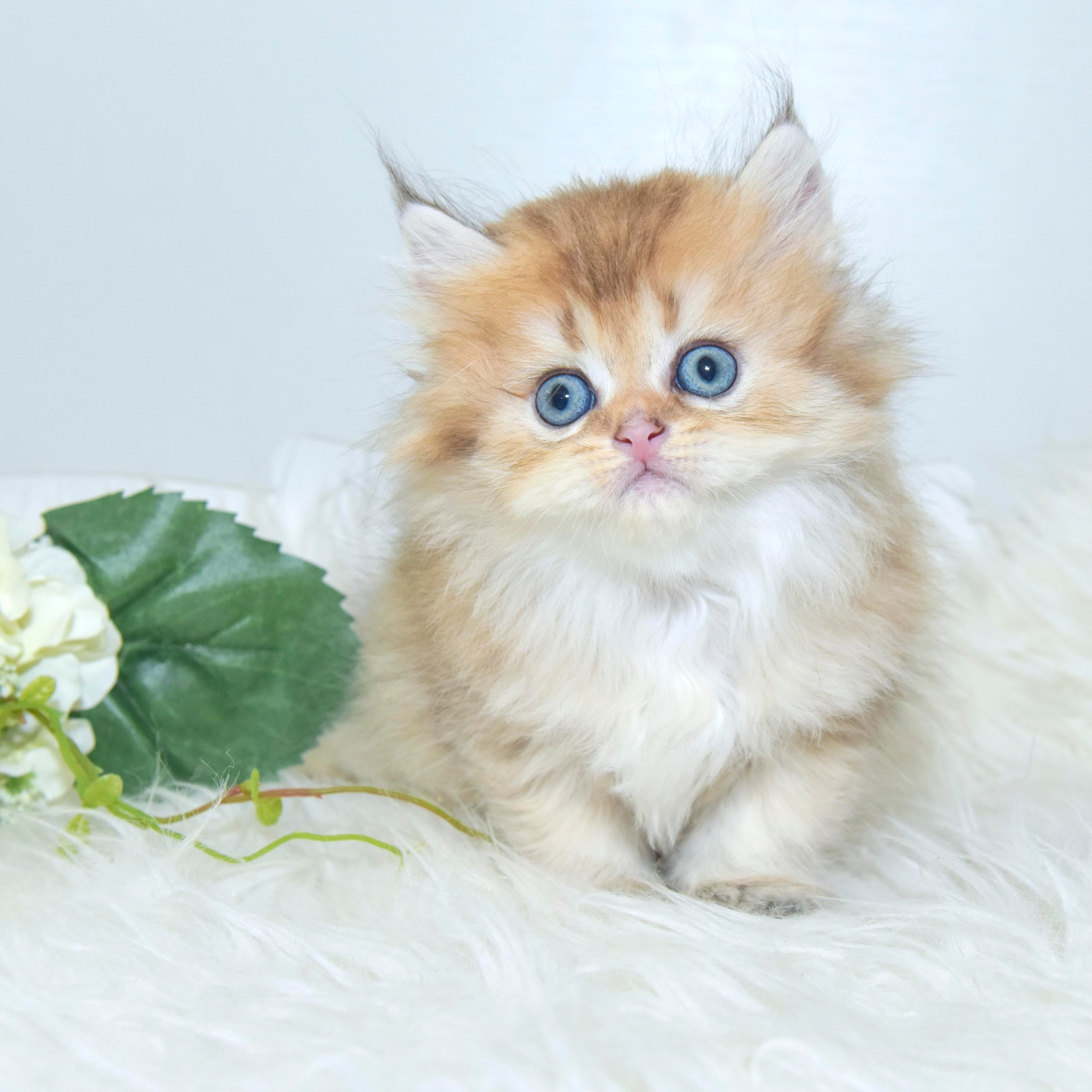 Cattery British shorthair Cyprus, cattery british shorthair Limassol,. British shorthair Cyprus, british shorthair cattery in UK, british cat