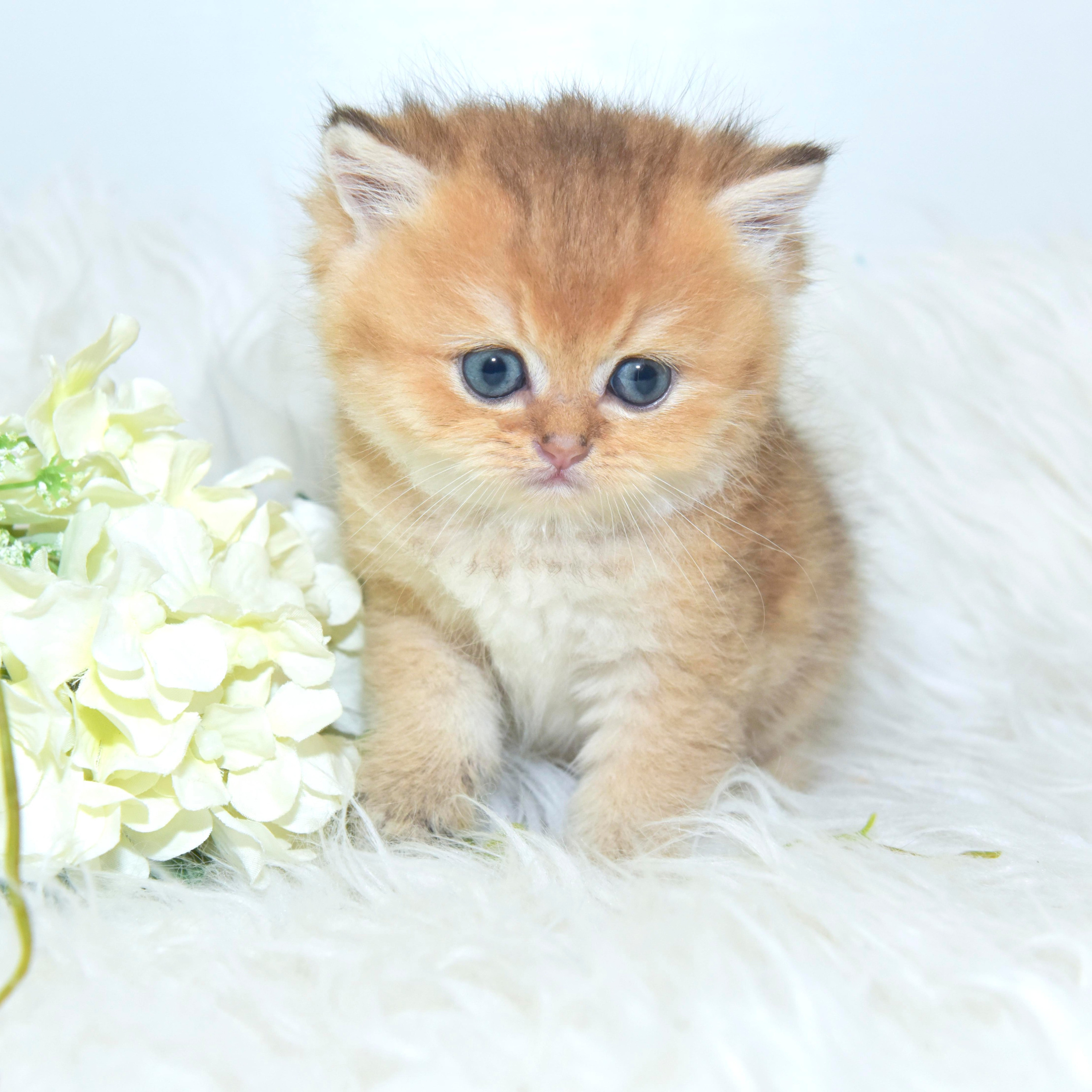 Cattery British shorthair Cyprus, cattery british shorthair Limassol,. British shorthair Cyprus, british shorthair cattery in UK, british cat