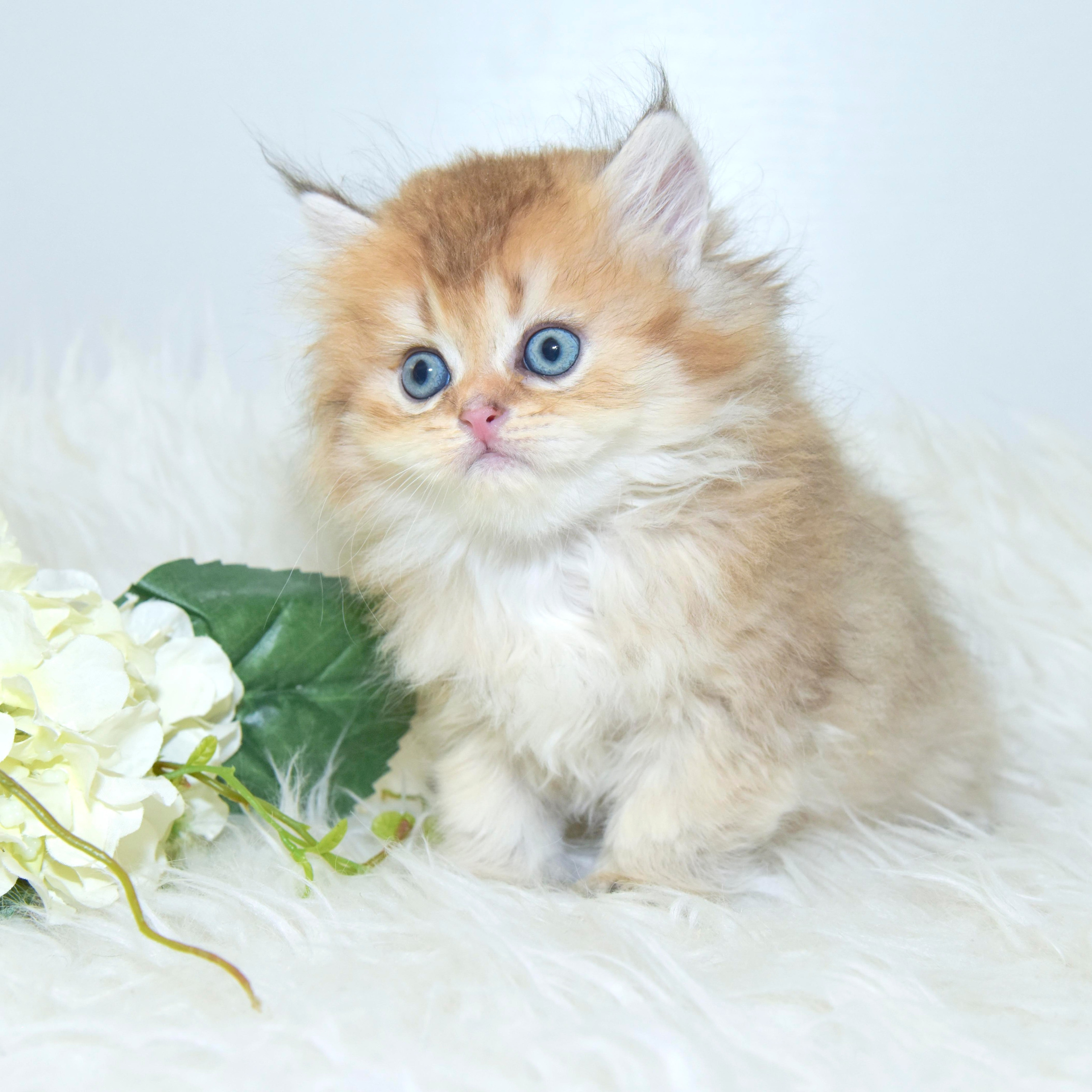 Cattery British shorthair Cyprus, cattery british shorthair Limassol,. British shorthair Cyprus, british shorthair cattery in UK, british cat