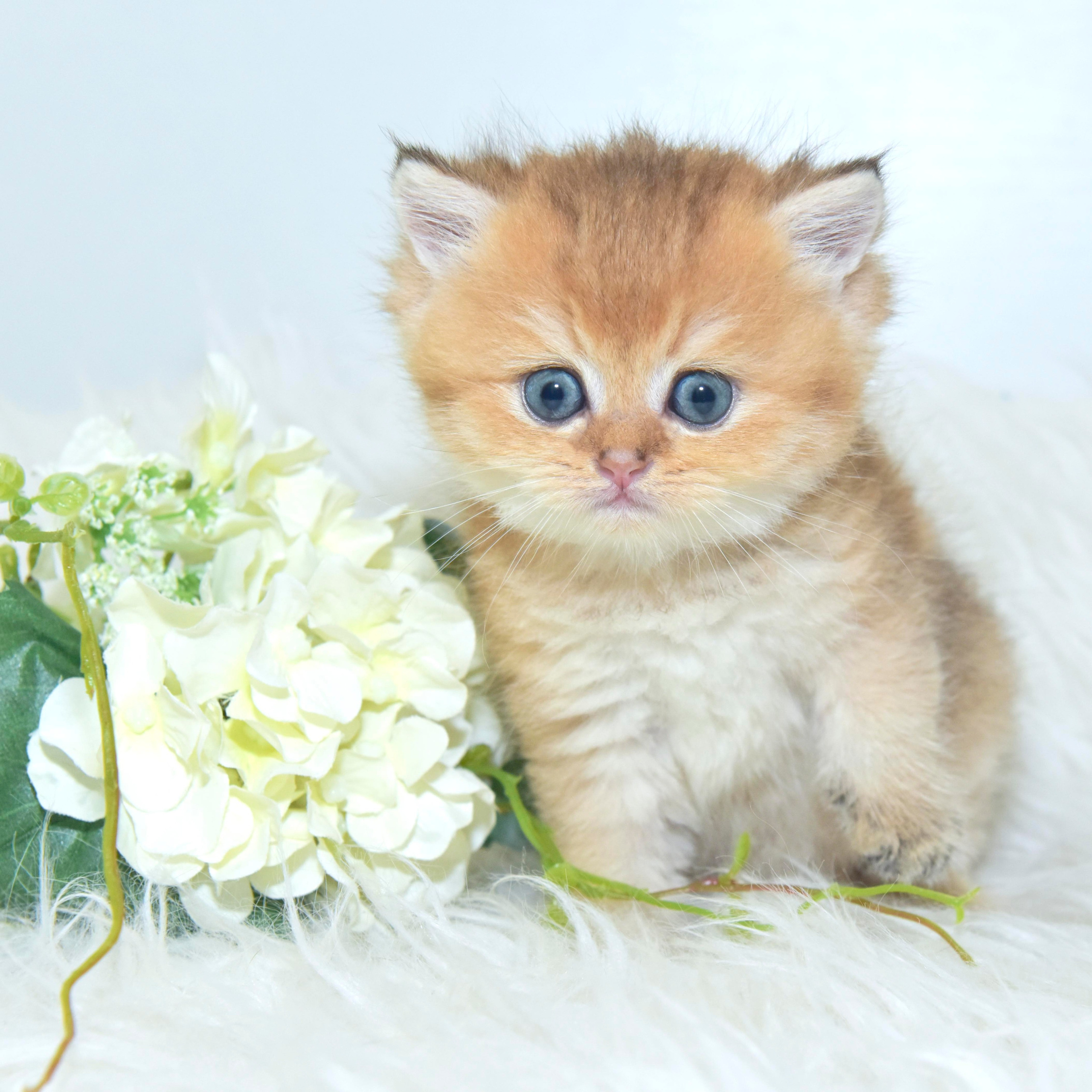 Cattery British shorthair Cyprus, cattery british shorthair Limassol,. British shorthair Cyprus, british shorthair cattery in UK, british cat