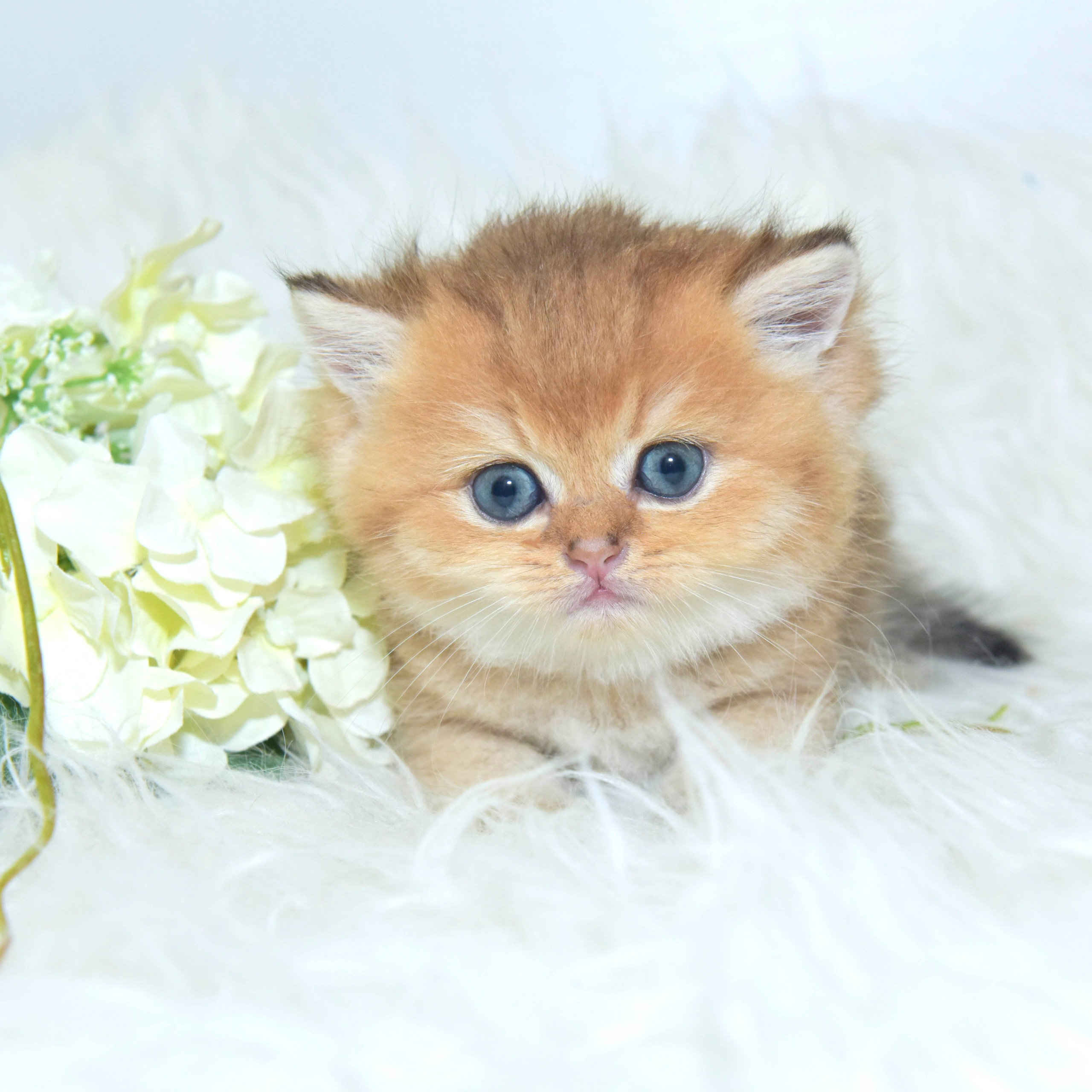 Cattery British shorthair Cyprus, cattery british shorthair Limassol,. British shorthair Cyprus, british shorthair cattery in UK, british cat