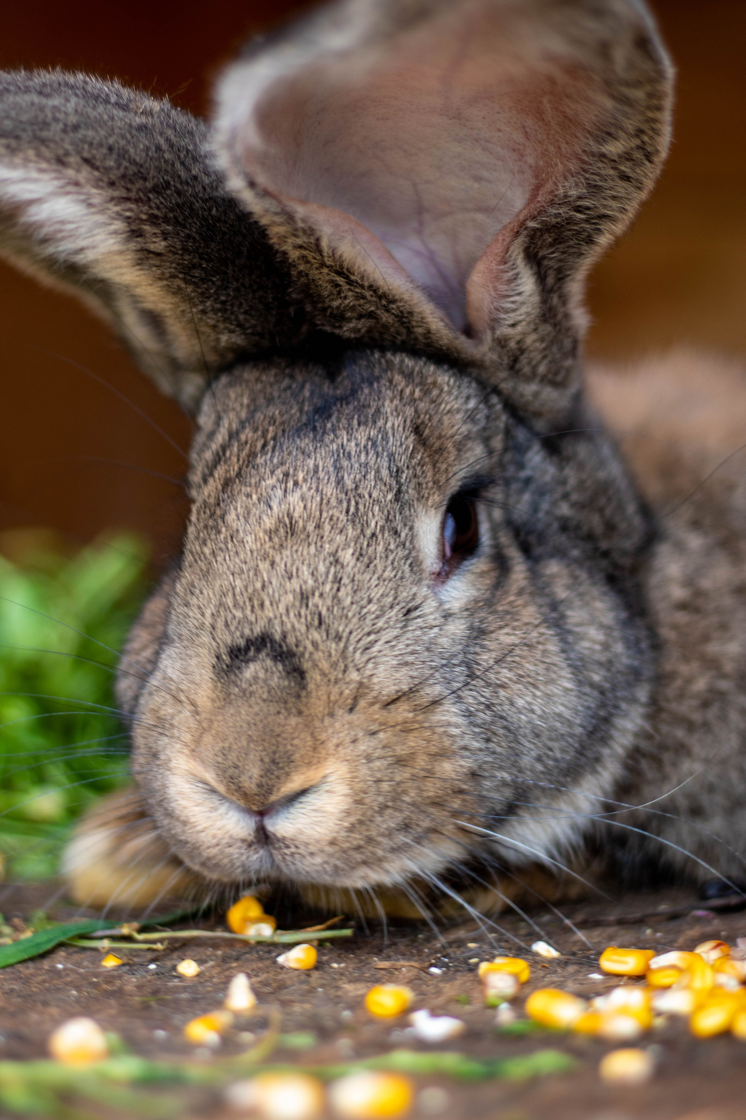 Close-up of a grey rabbit eating dried food on a wooden surface.