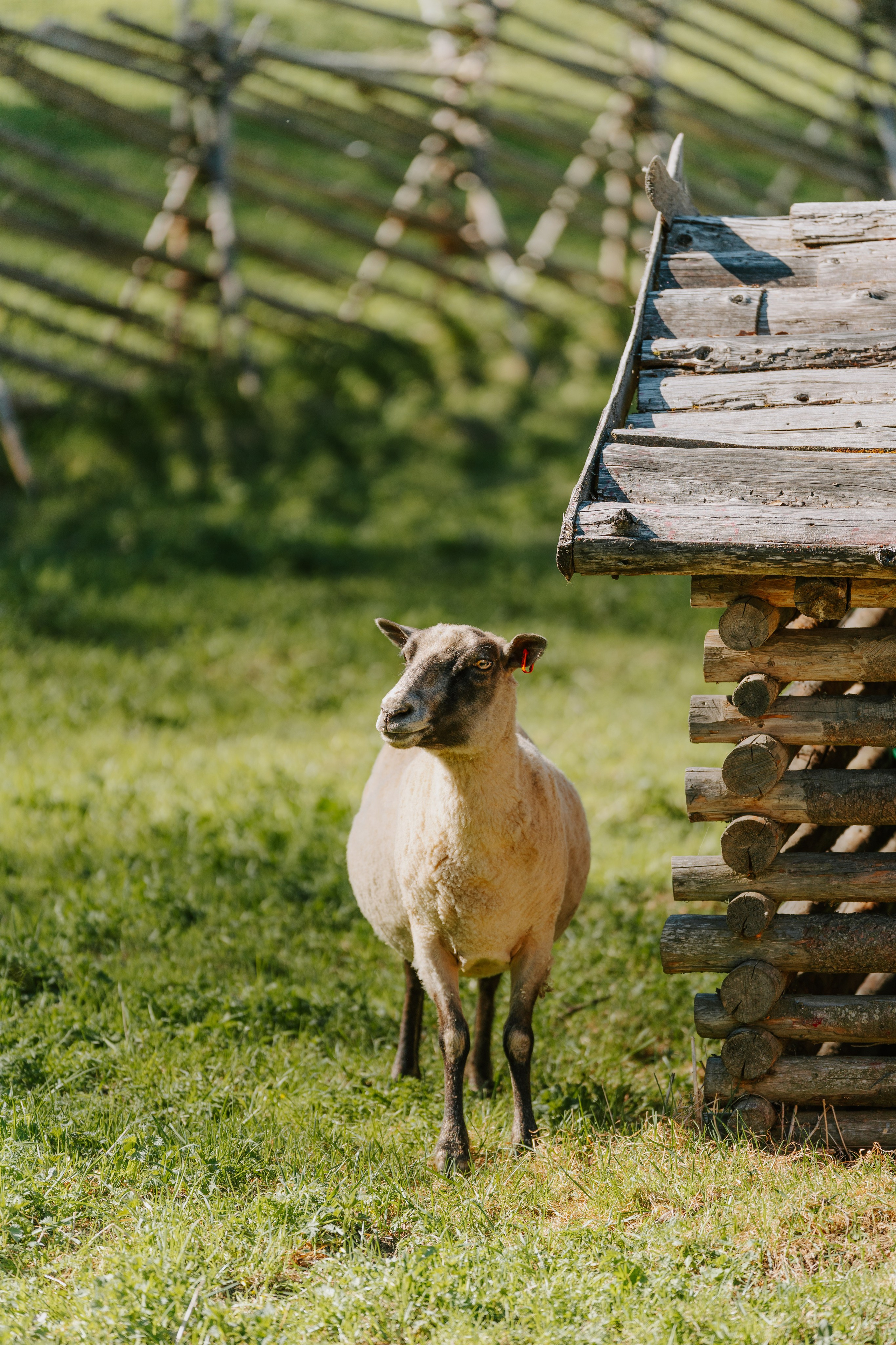 Sinkkolan kotieläinpiha
