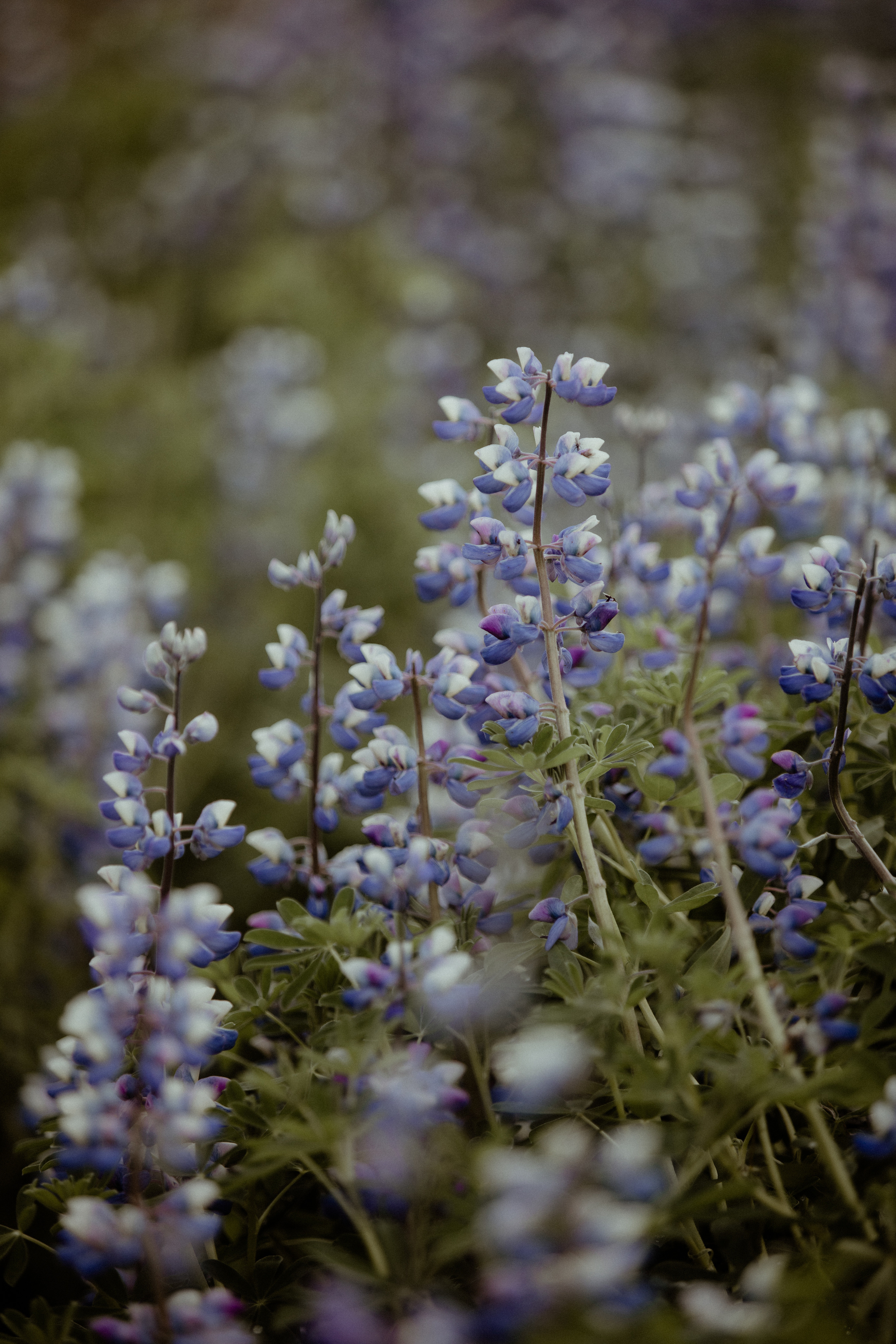 Adventure elopement in Iceland. Iceland elopement photo and video | Nikolaichik Photo