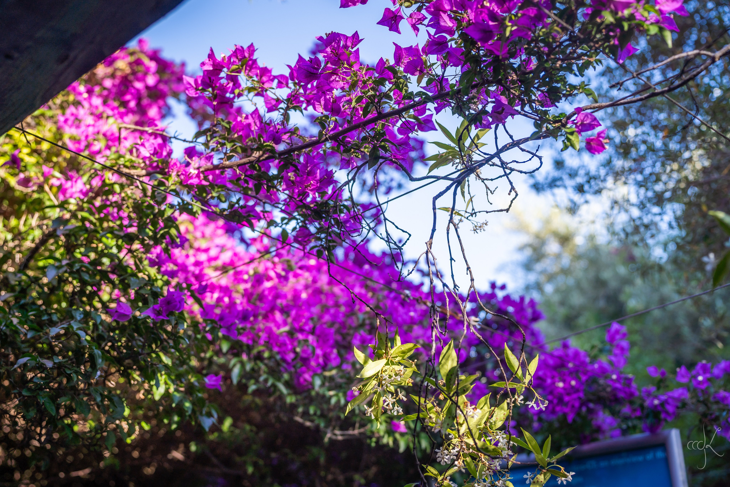 FLOWTIME: the 6th Cargèse summer school. Expect Miracles Photography by Kate & Andrew