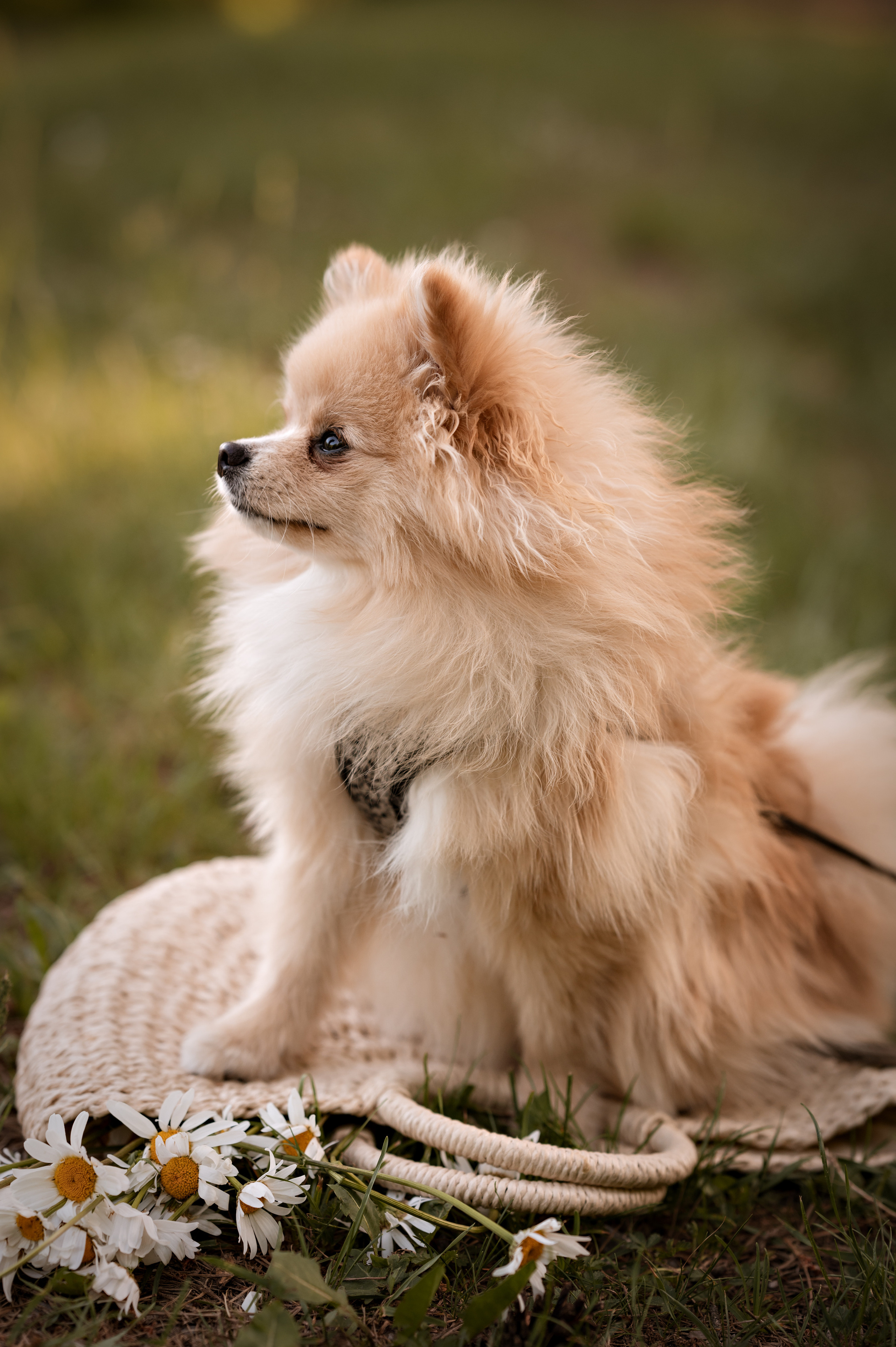 Tiere. Kinder- & Familienfotograf in Gaildorf und Umgebung Valentina Vogel