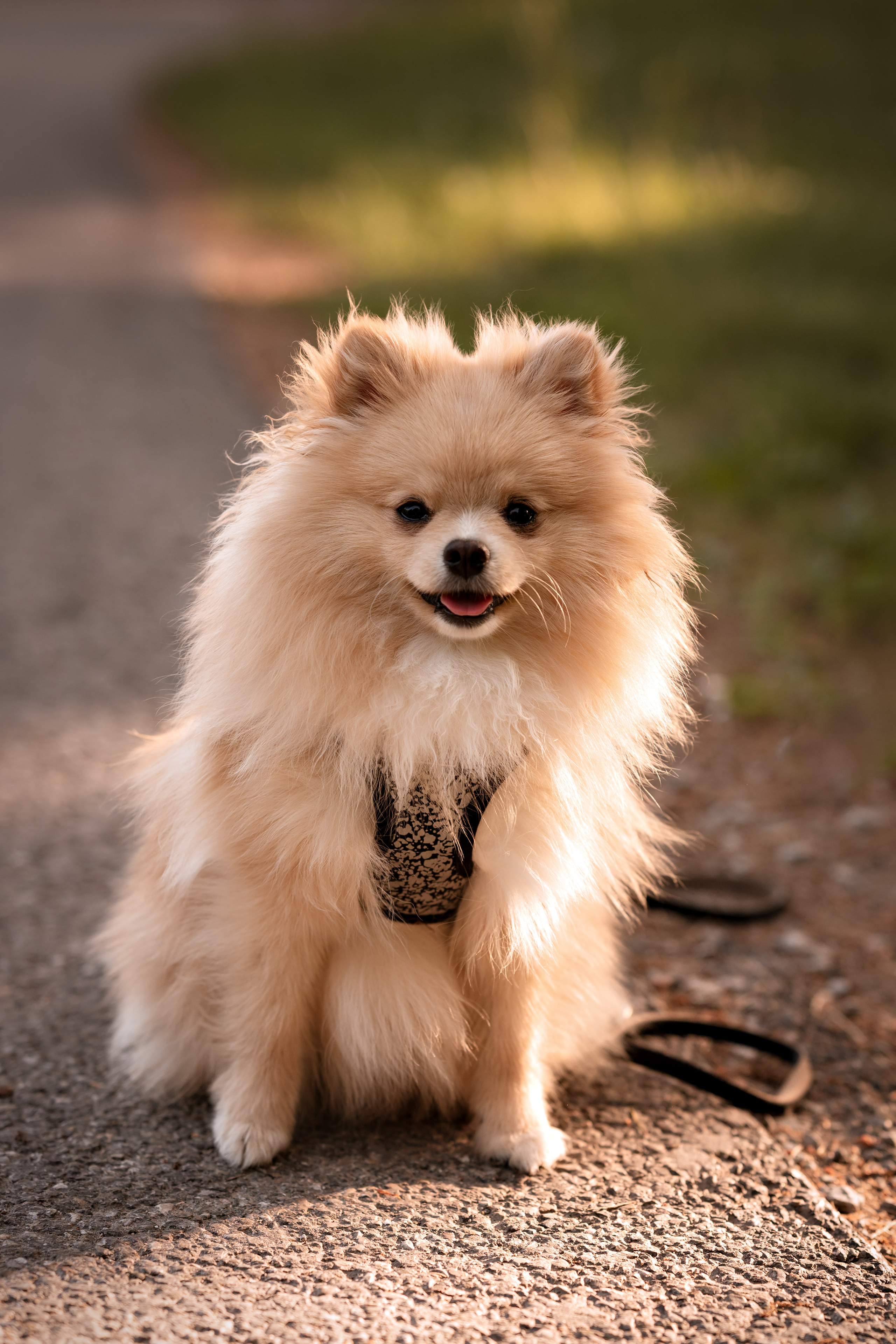 Tiere. Kinder- & Familienfotograf in Gaildorf und Umgebung Valentina Vogel