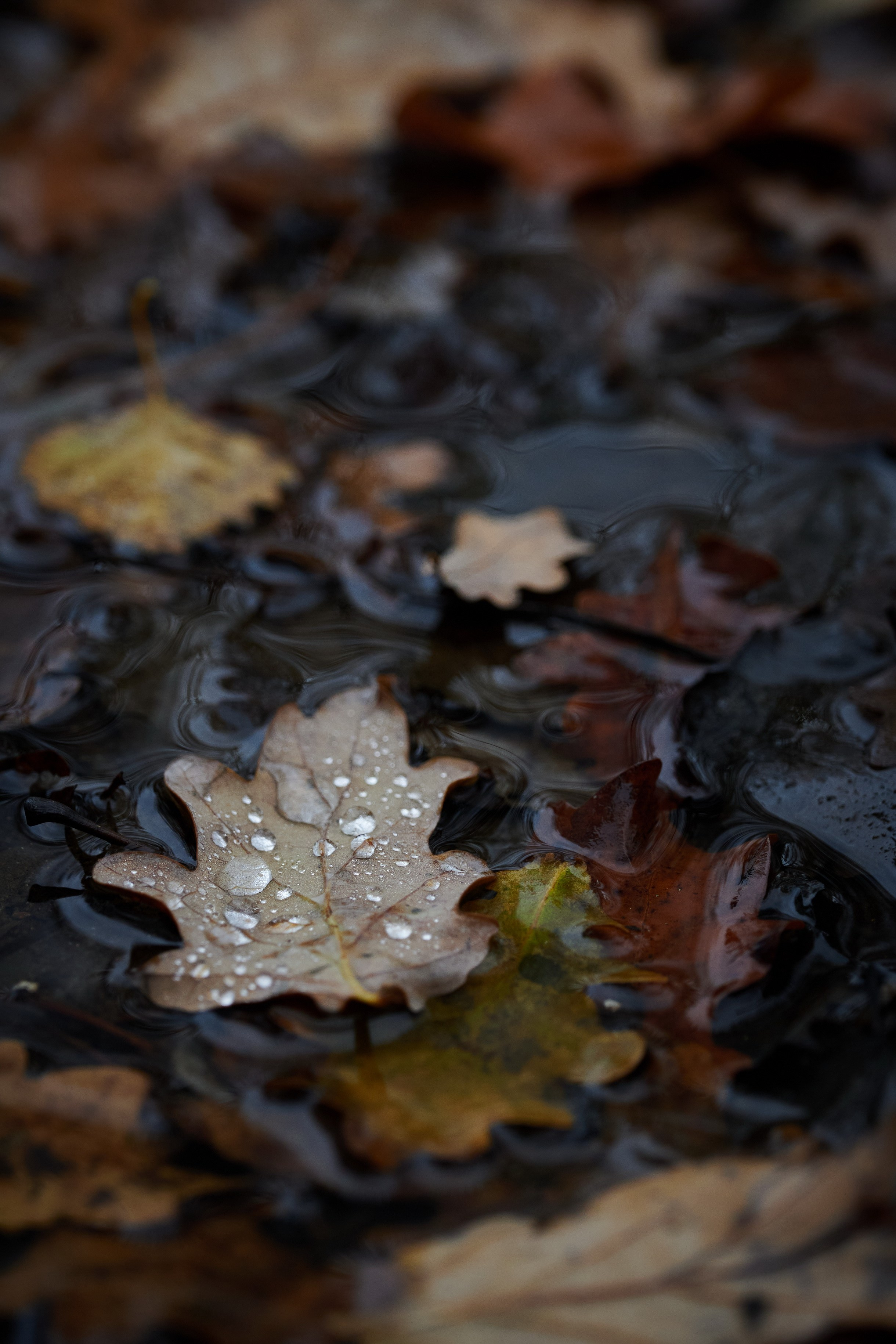 Close-Up. Yuri Popkov | Photographer