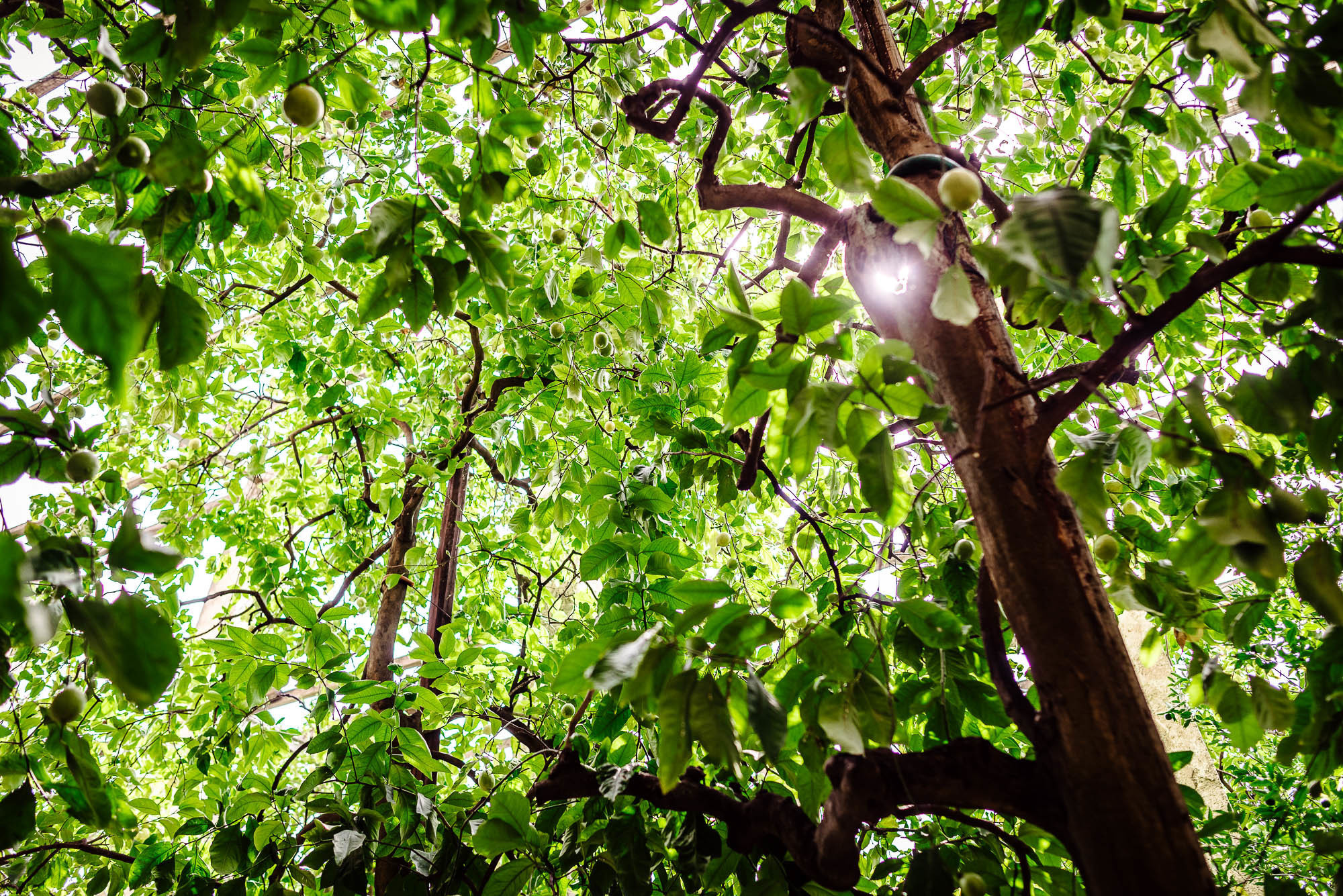 FOTOGRAFO matrimonio lago di garda, VERONA, Sergyphoto