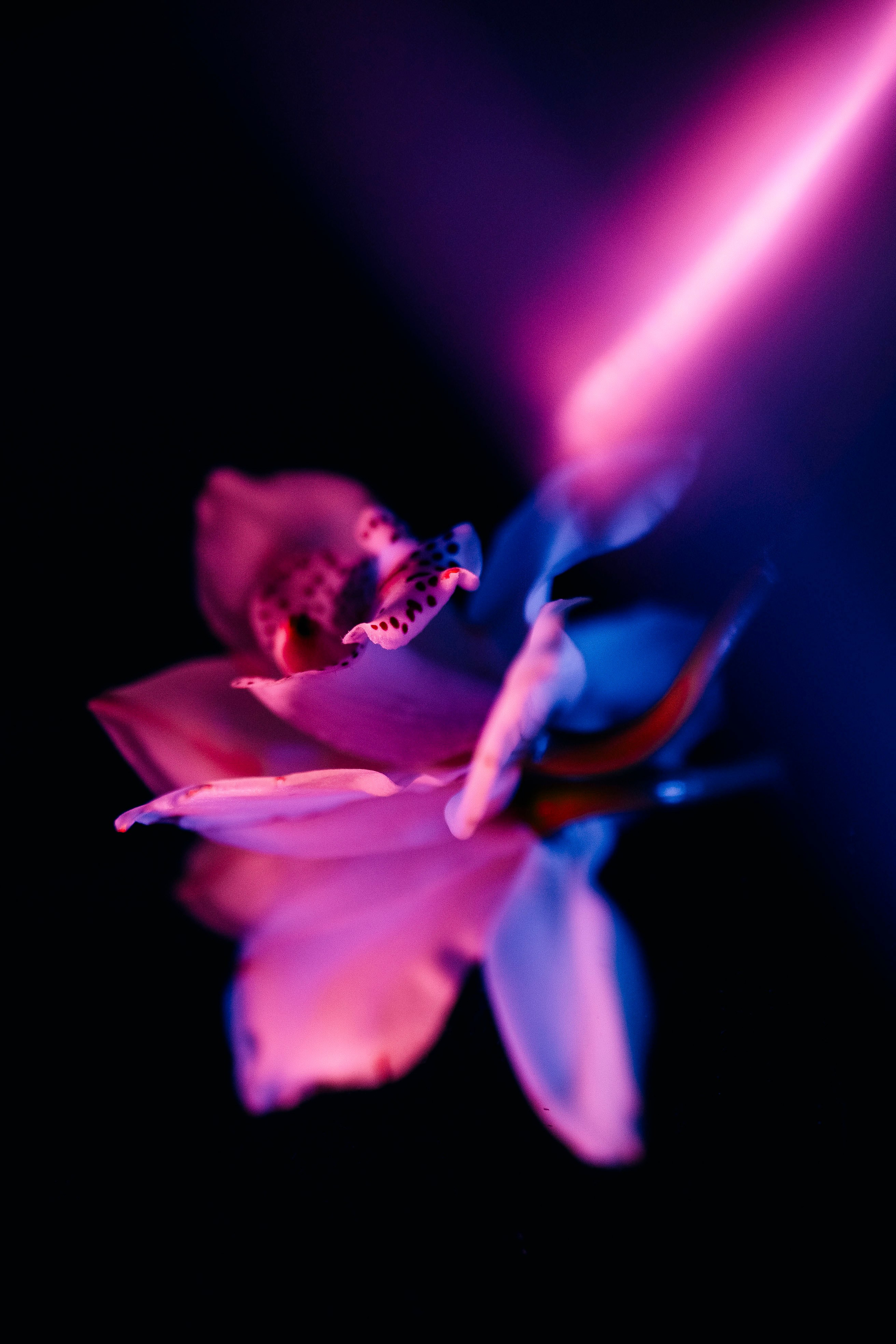 Orchids. Maria Sher. Fotógrafa profissional do Porto, Portugal