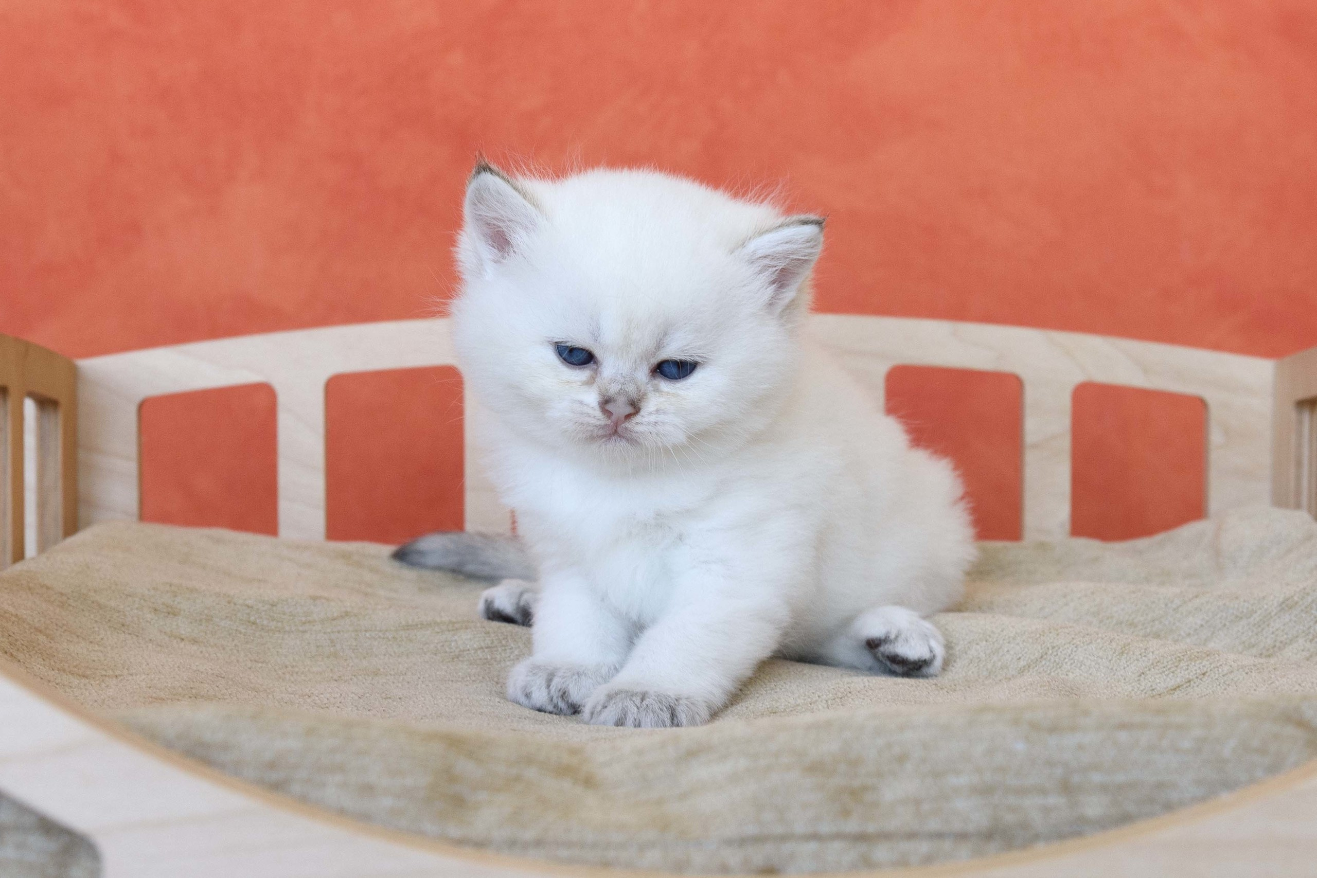 Британские золотые шиншиллы, британские кошки в Греции, питомник британских кошек на Кипре, британские котята на Кипре, купить британского котёнка на Кипре, золотая британская шиншилла на Кипре, британский котёнок на Кипре цена, британские котята в Лимассоле, породистые котята в Лимассоле цена, британские котята в Лимассоле купить