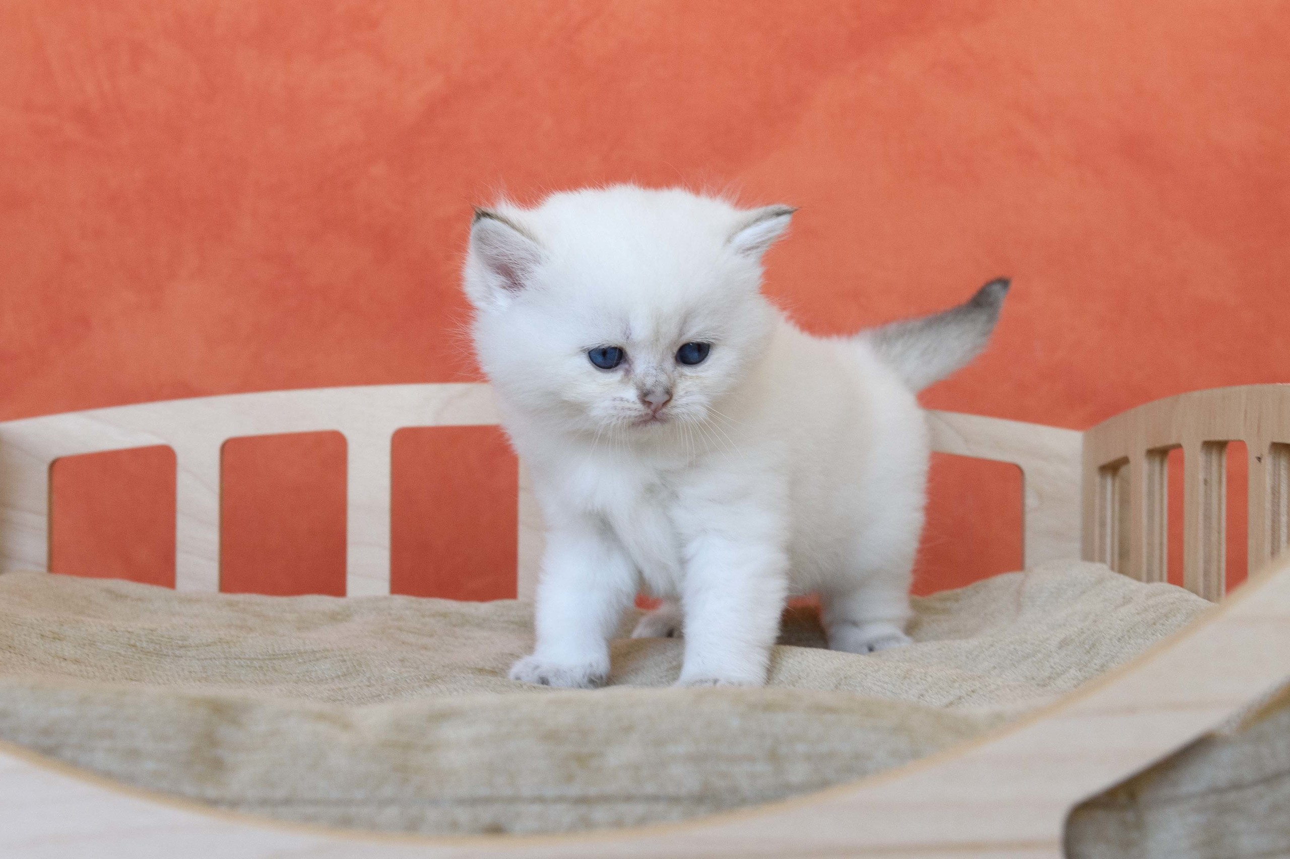 Британские золотые шиншиллы, британские кошки в Греции, питомник британских кошек на Кипре, британские котята на Кипре, купить британского котёнка на Кипре, золотая британская шиншилла на Кипре, британский котёнок на Кипре цена, британские котята в Лимассоле, породистые котята в Лимассоле цена, британские котята в Лимассоле купить