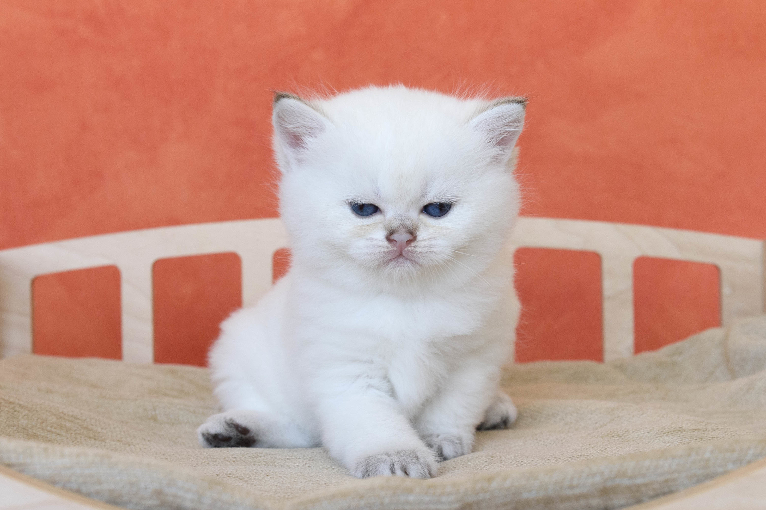 Британские золотые шиншиллы, британские кошки в Греции, питомник британских кошек на Кипре, британские котята на Кипре, купить британского котёнка на Кипре, золотая британская шиншилла на Кипре, британский котёнок на Кипре цена, британские котята в Лимассоле, породистые котята в Лимассоле цена, британские котята в Лимассоле купить