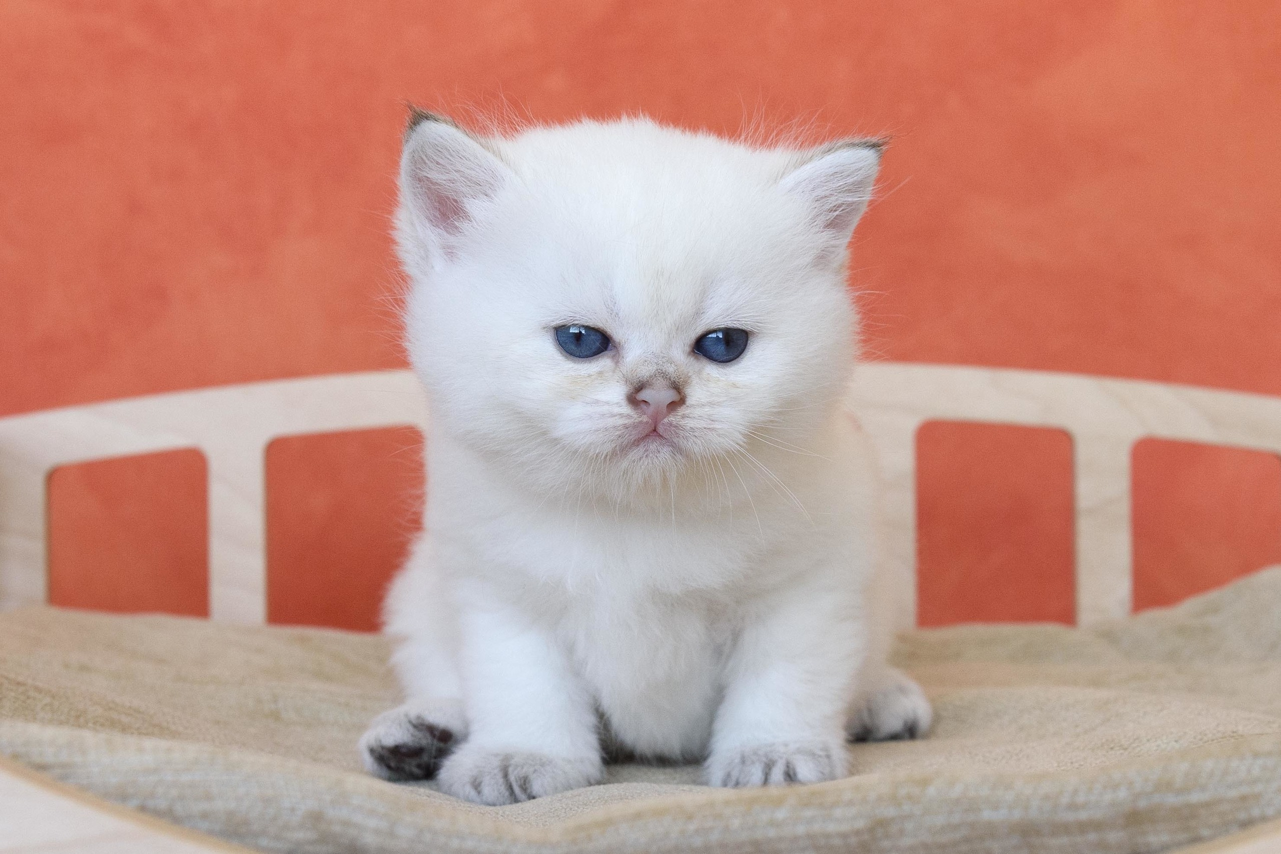 Британские золотые шиншиллы, британские кошки в Греции, питомник британских кошек на Кипре, британские котята на Кипре, купить британского котёнка на Кипре, золотая британская шиншилла на Кипре, британский котёнок на Кипре цена, британские котята в Лимассоле, породистые котята в Лимассоле цена, британские котята в Лимассоле купить