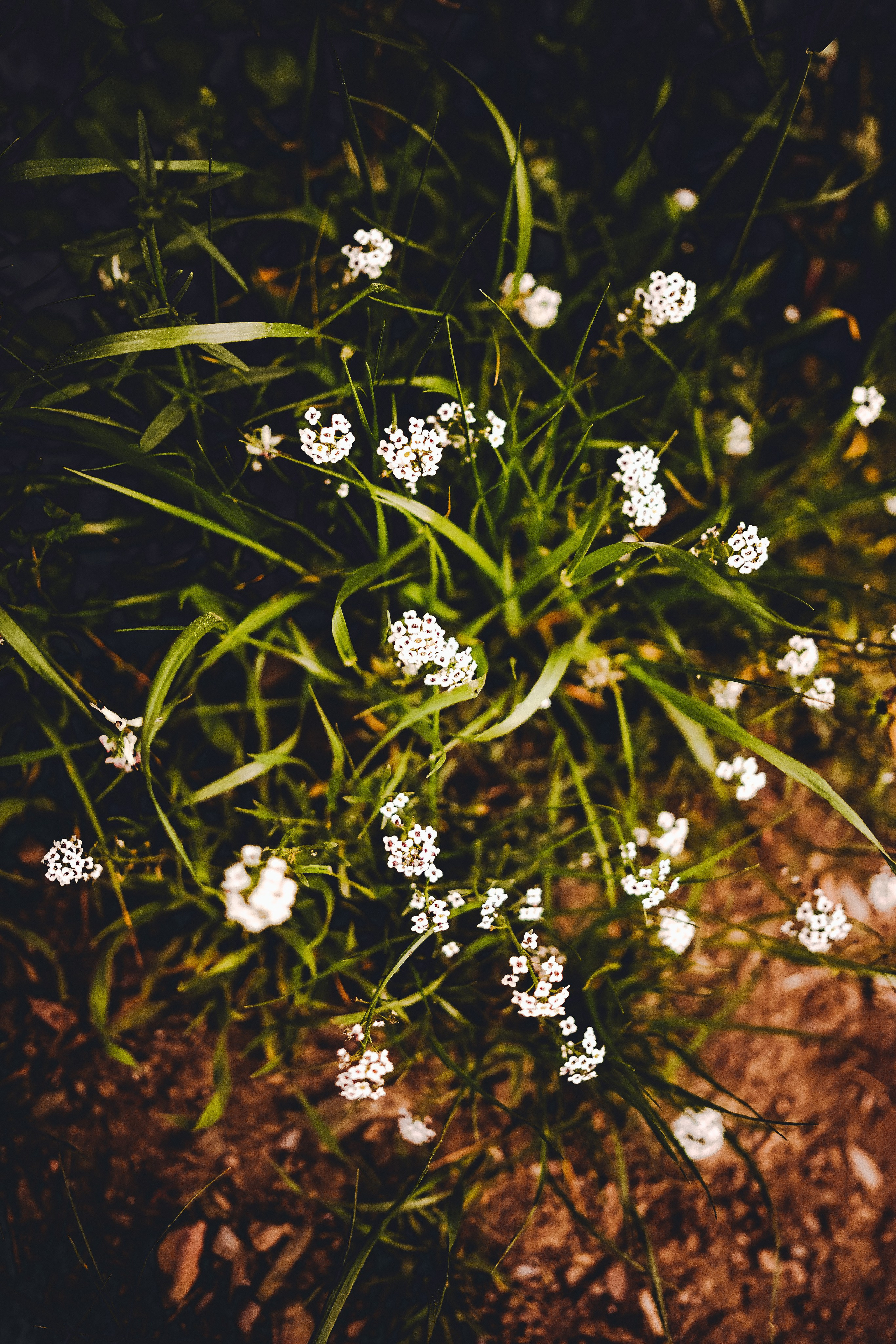 Massif du Cap-Sicié: plages de St.Selon, Jonquet, Boeuf. Photographe à la Seyne sur Mer, Var