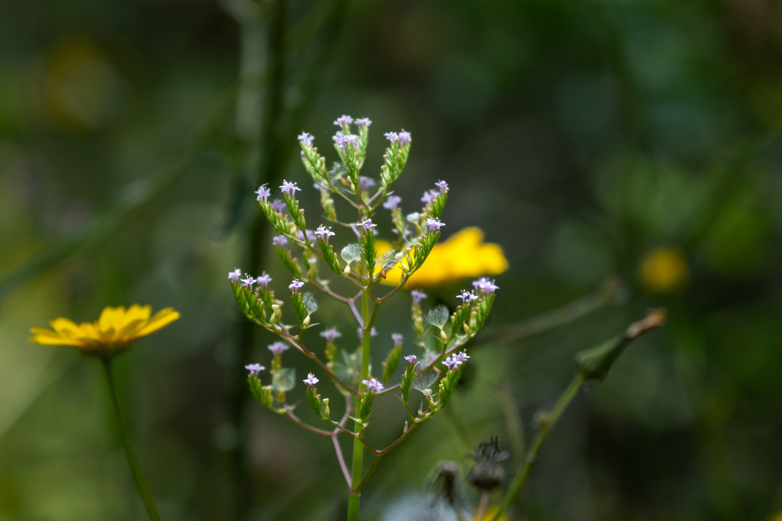 Macro Photography. Hi, my name is Eric T and I am Iris photographer