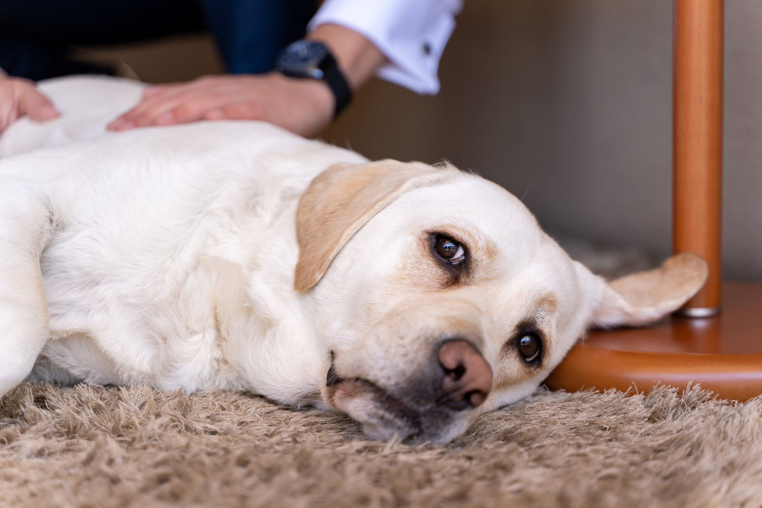 Свадьба Ирина и Василий. Фотограф в Португалии Александра Ефимова