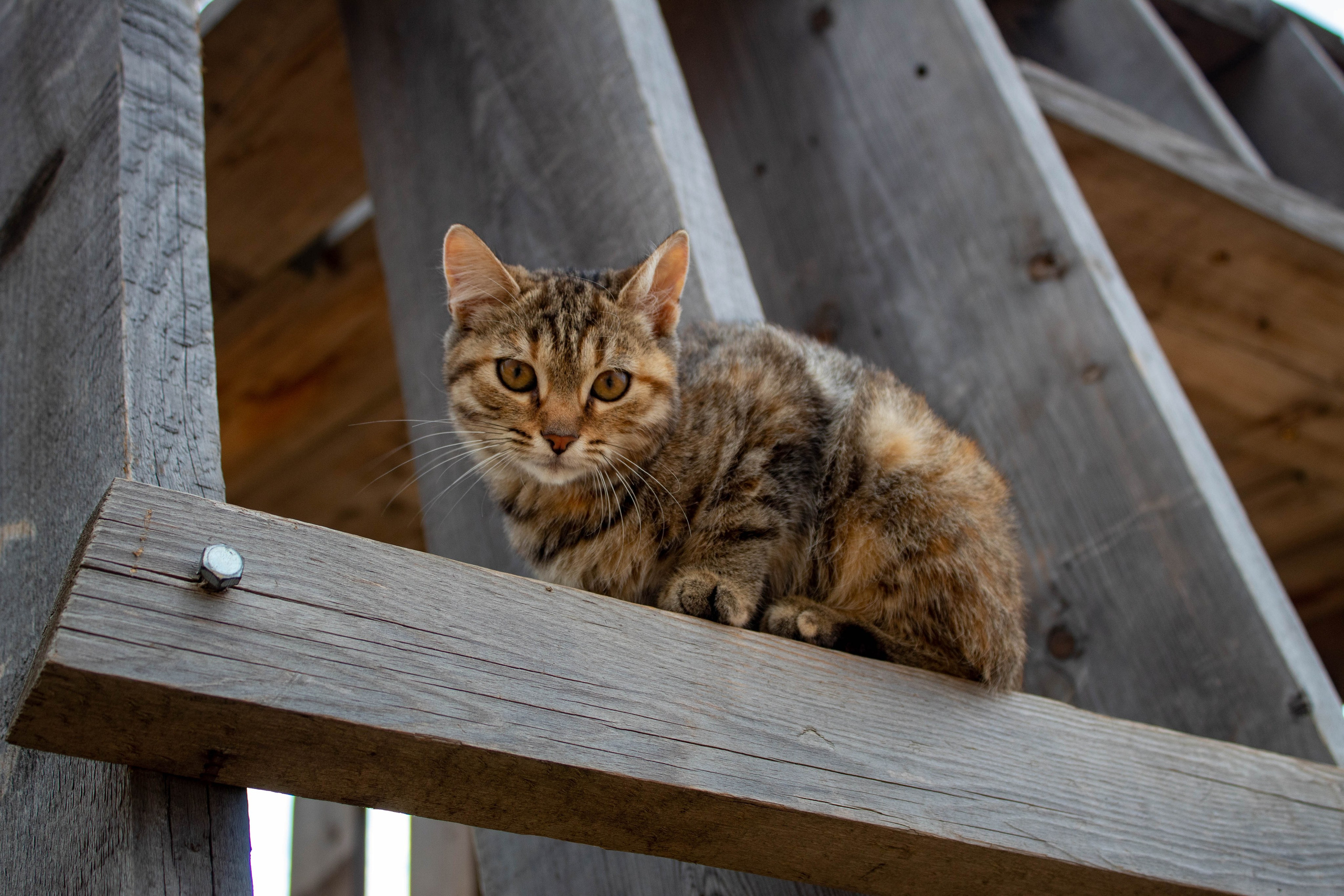 Brown tabby cat resting on a wooden ladder in a cozy outdoor setting.