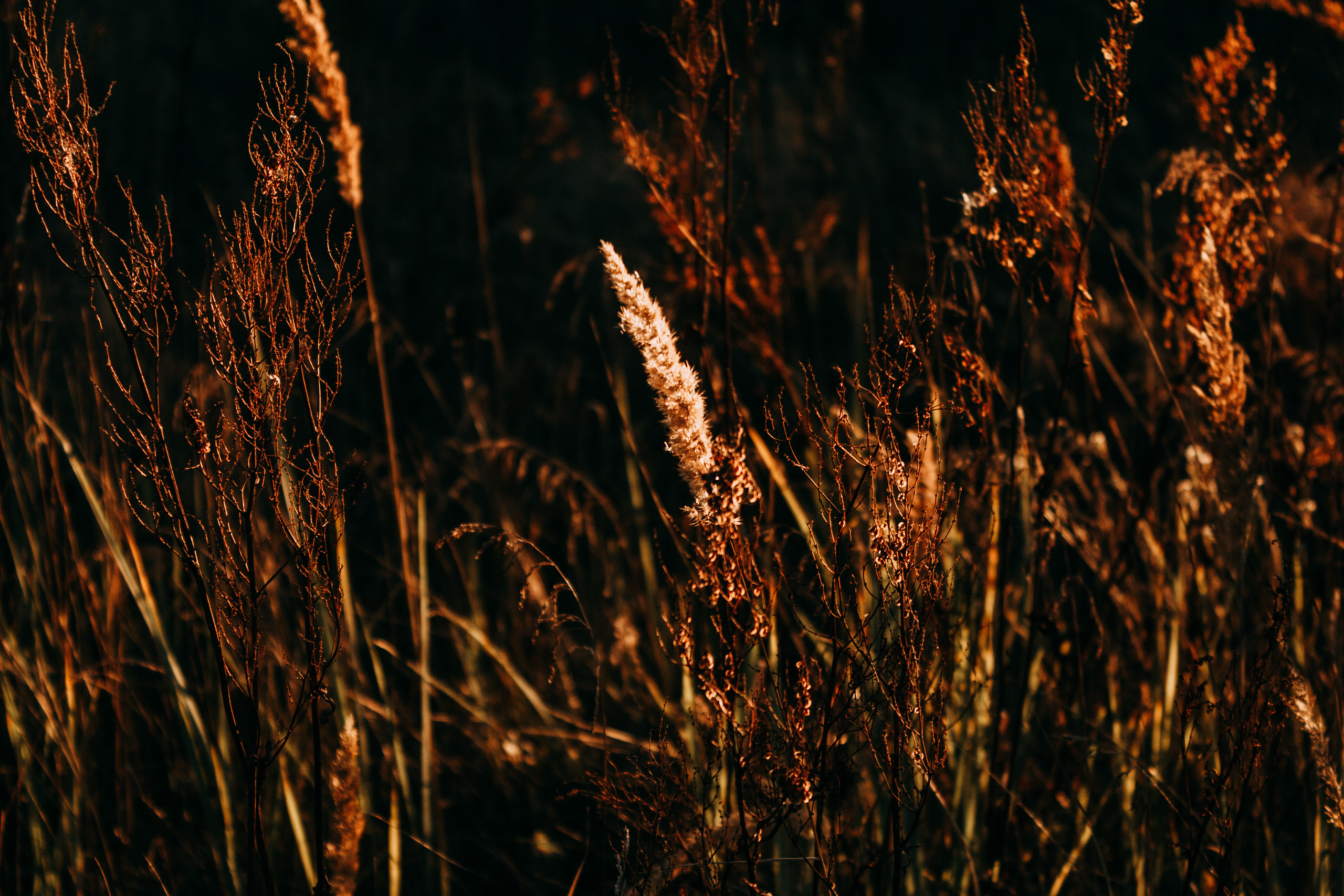 Ведьма. Свадебный и портретный фотограф в Белграде Екатерина Македонская