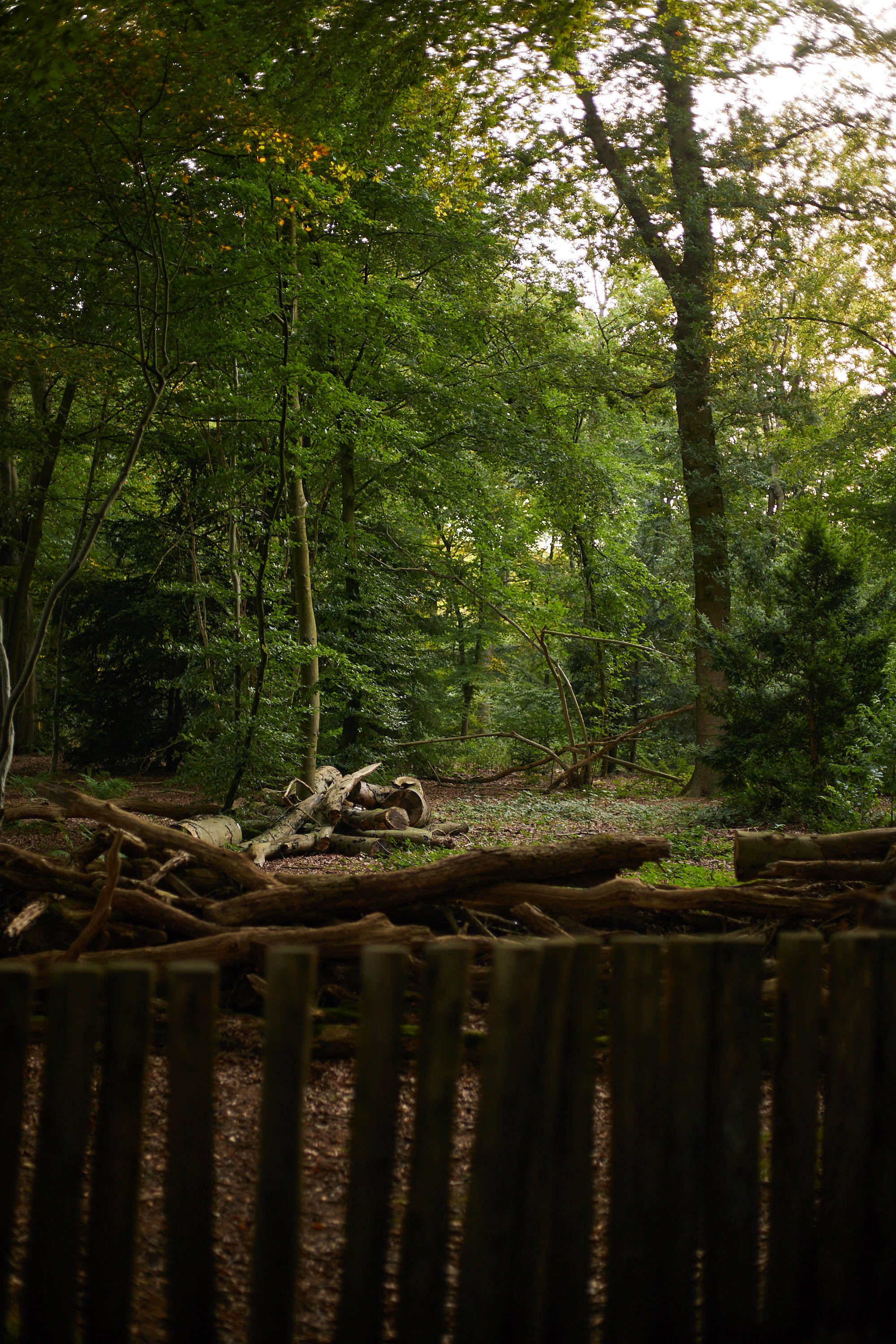 Nature. Personal, fashion, business Photographer in Netherlands