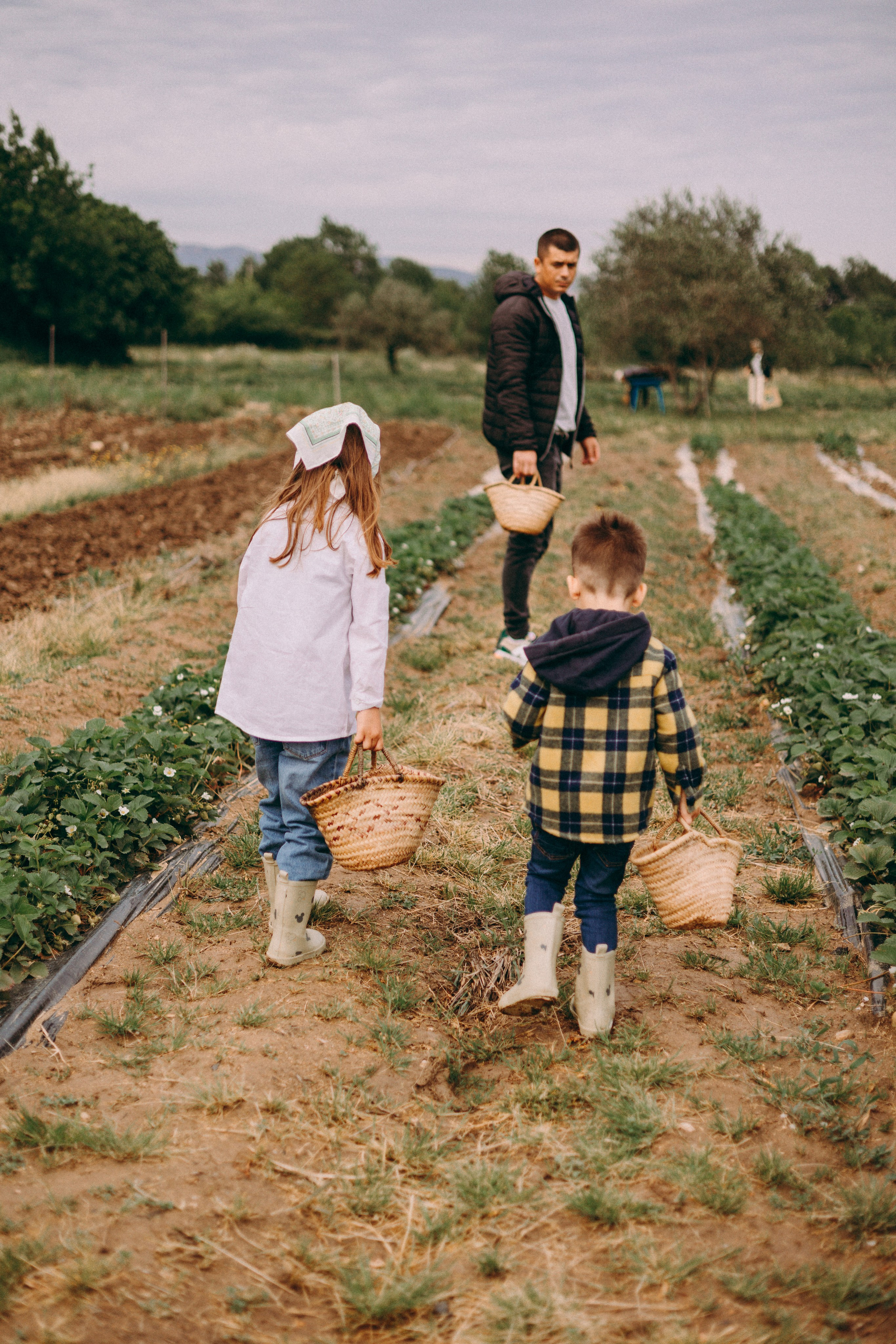 Cueilette fraise. Photographe en Côte d’Azur