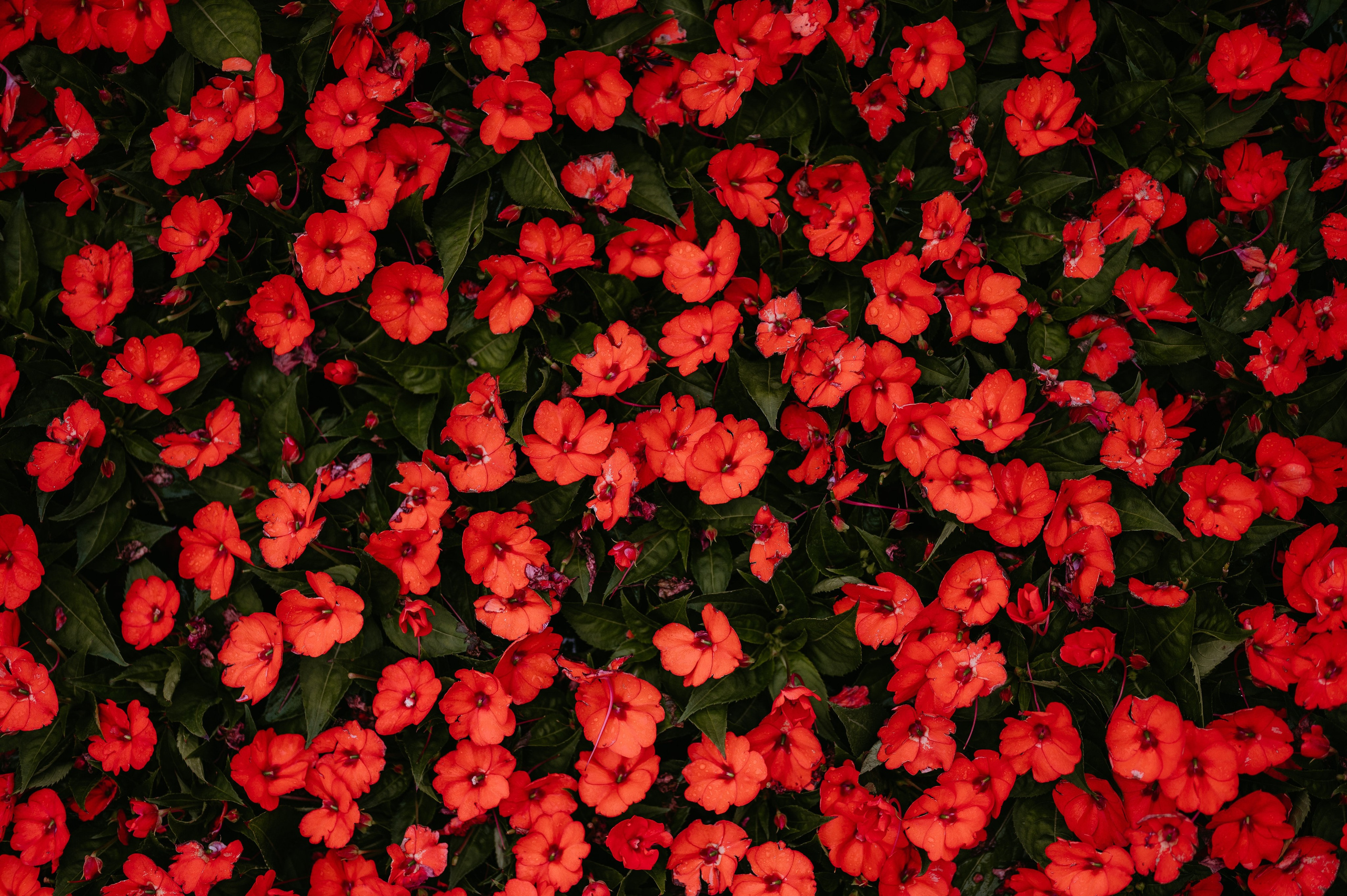 Flavio si Sarona. Valentin Melen - fotograf de nunta 🤍