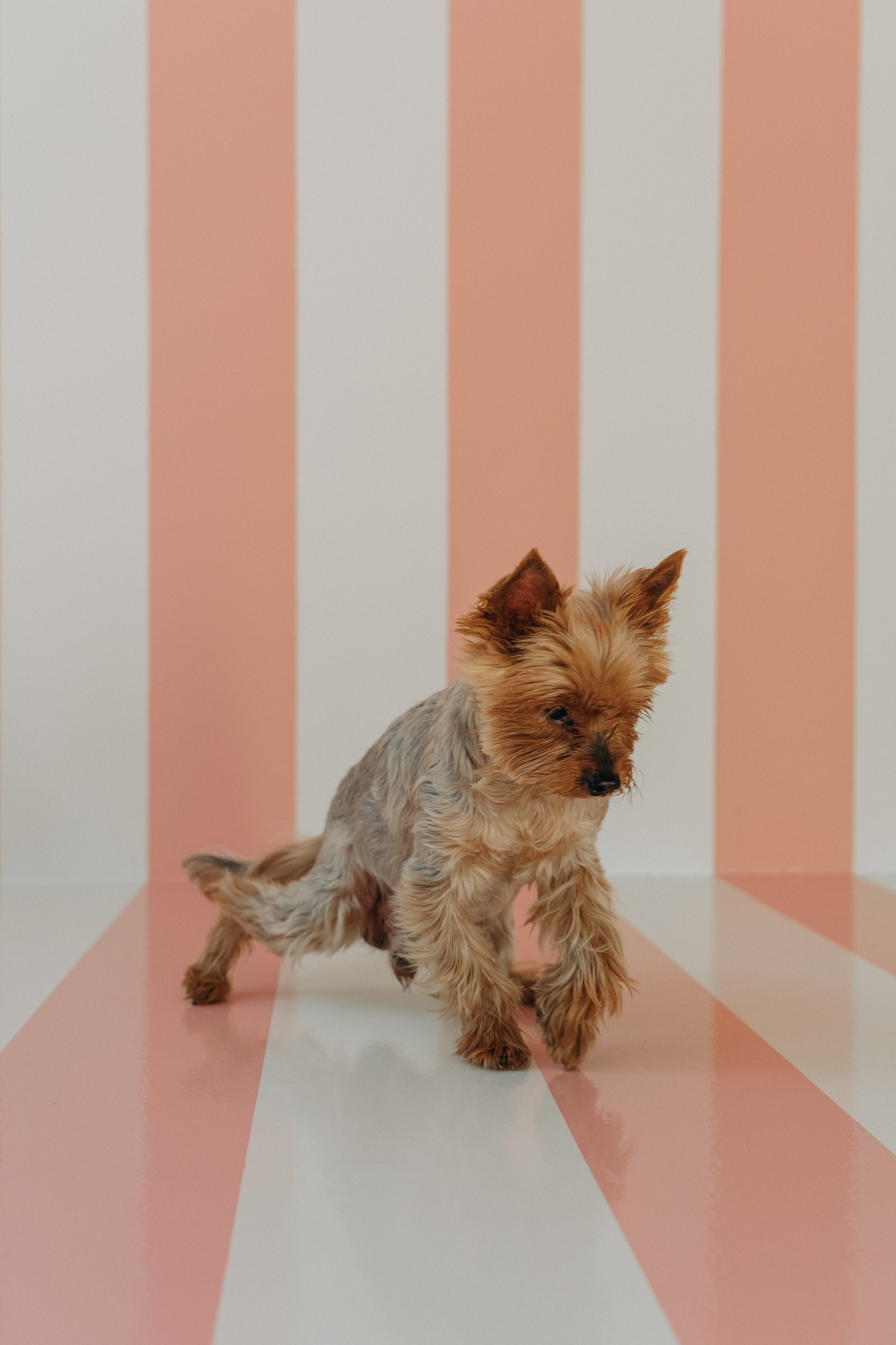 Wallun perhe. Wedding and portrait photographer in Helsinki Vickan O