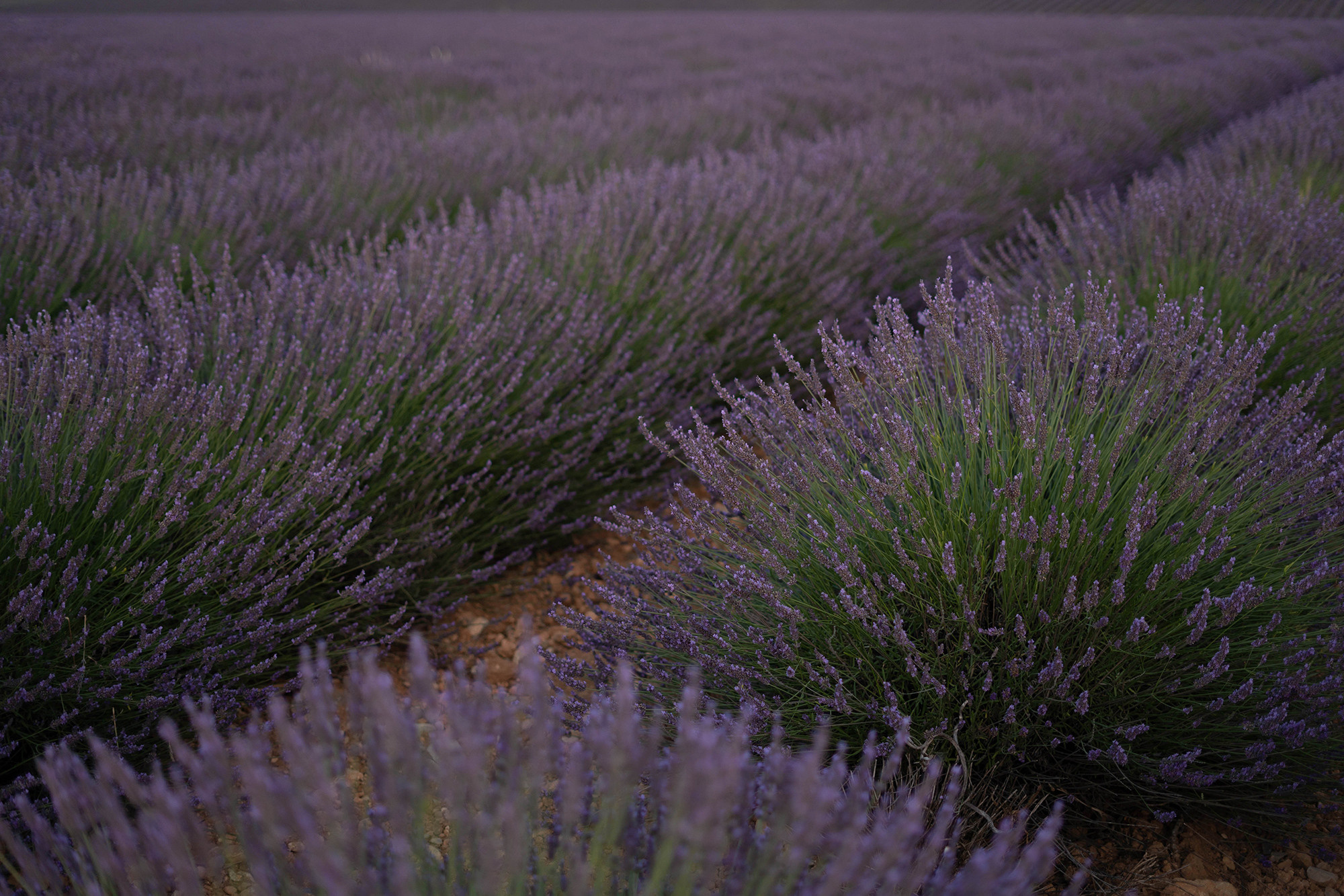 Женский и семейный фотограф в Берлине